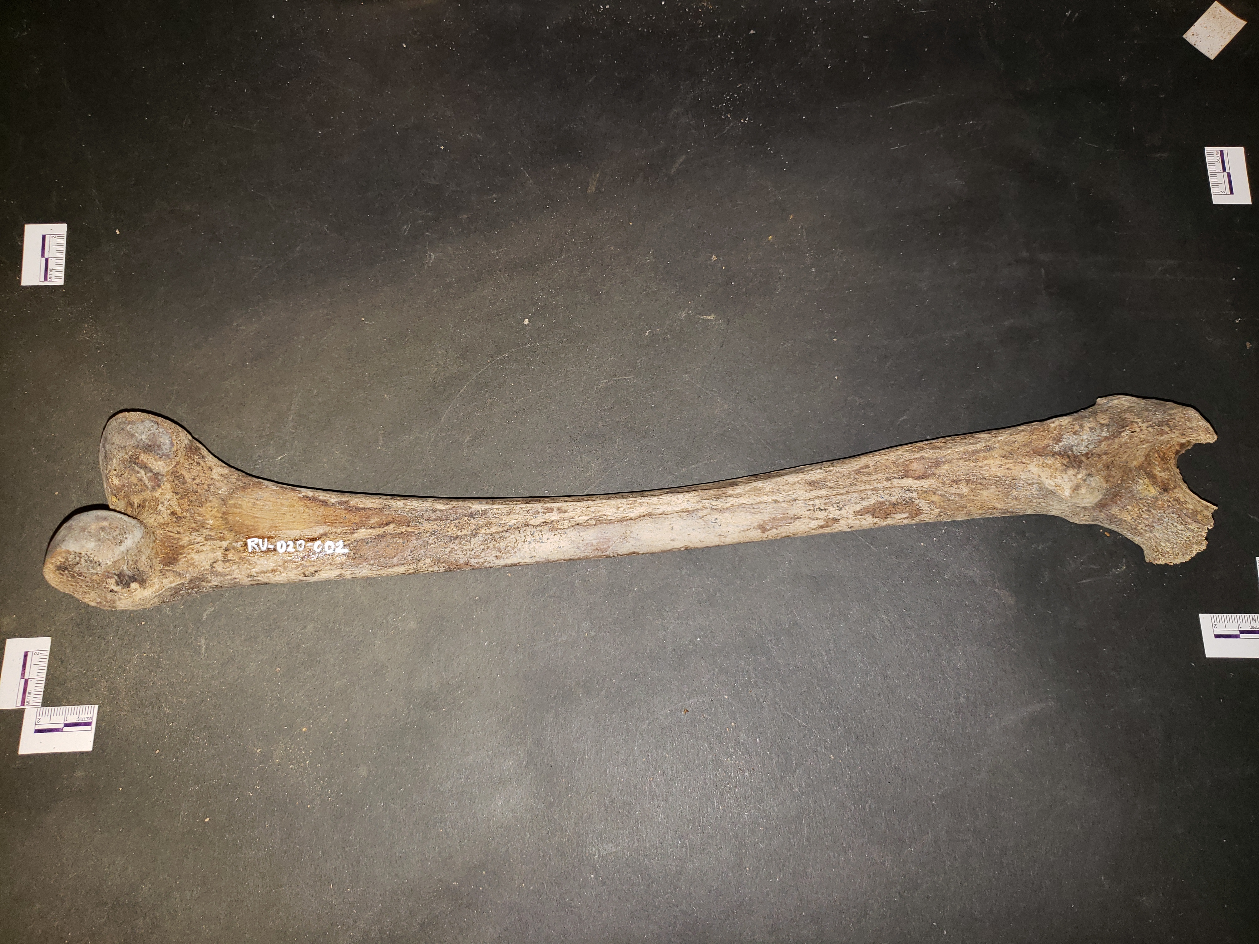 Posterior view (distal up)