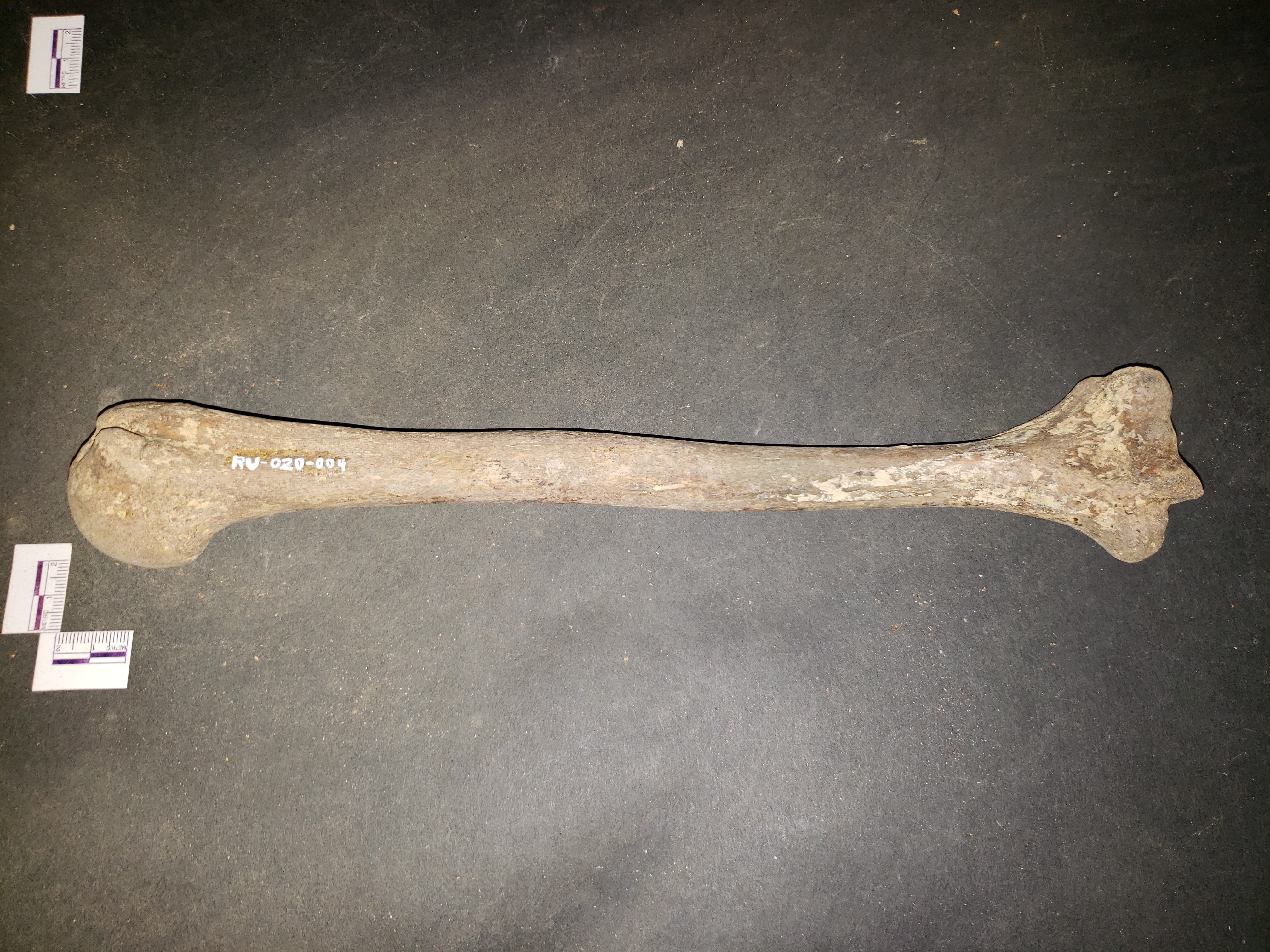 Anterior view (distal down)