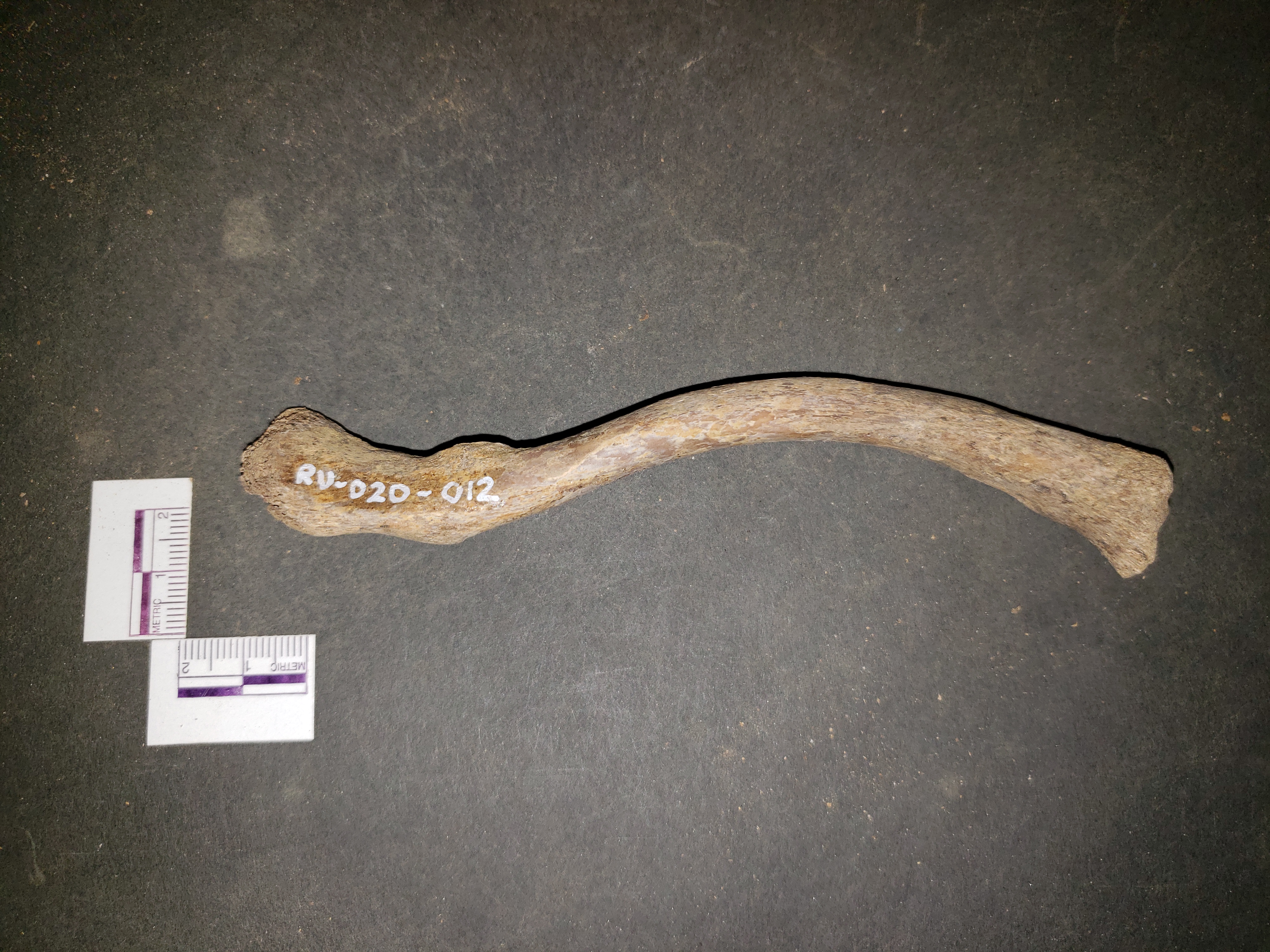 Inferior view (lateral up)