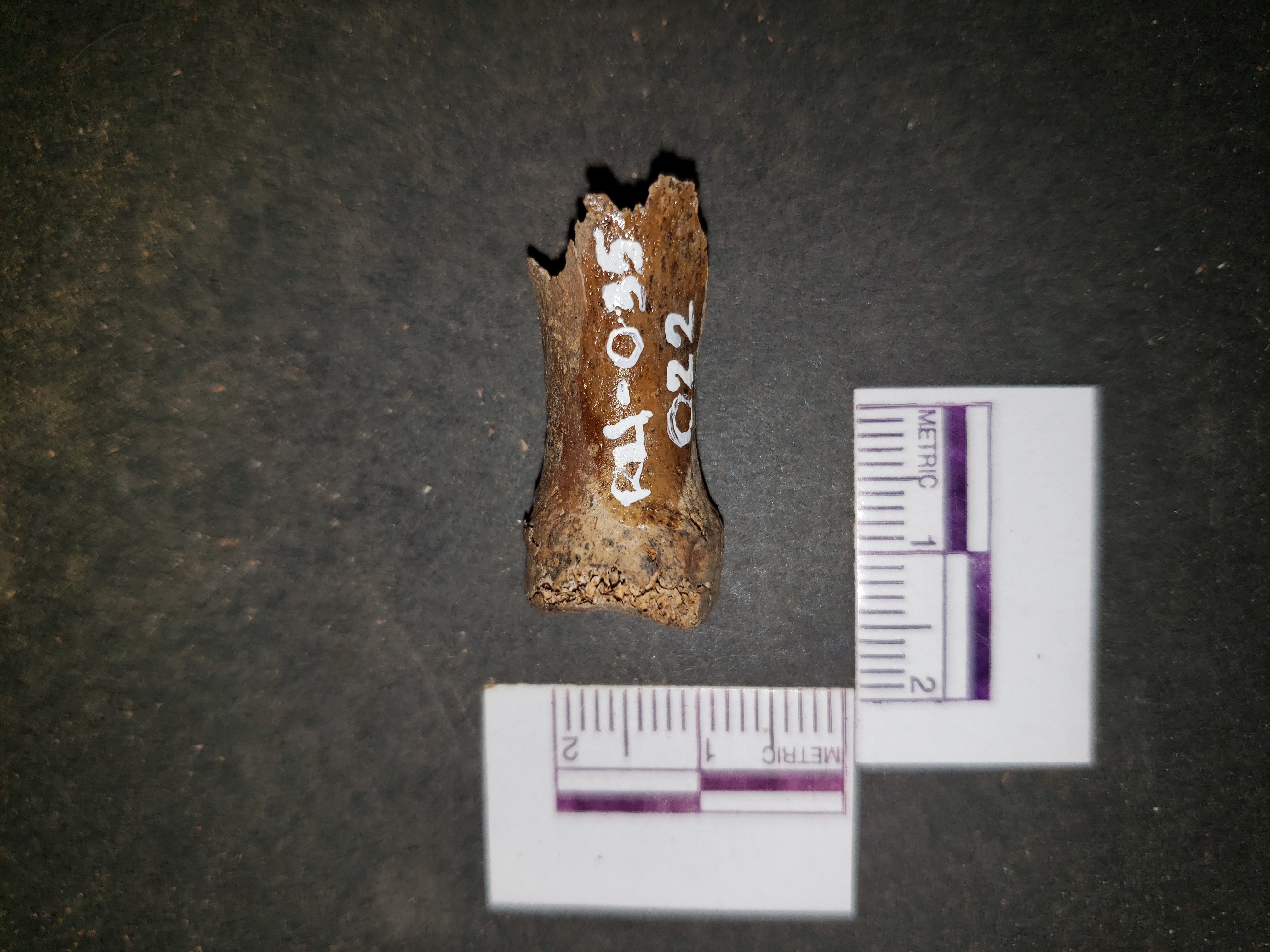 Dorsal view (proximal right)