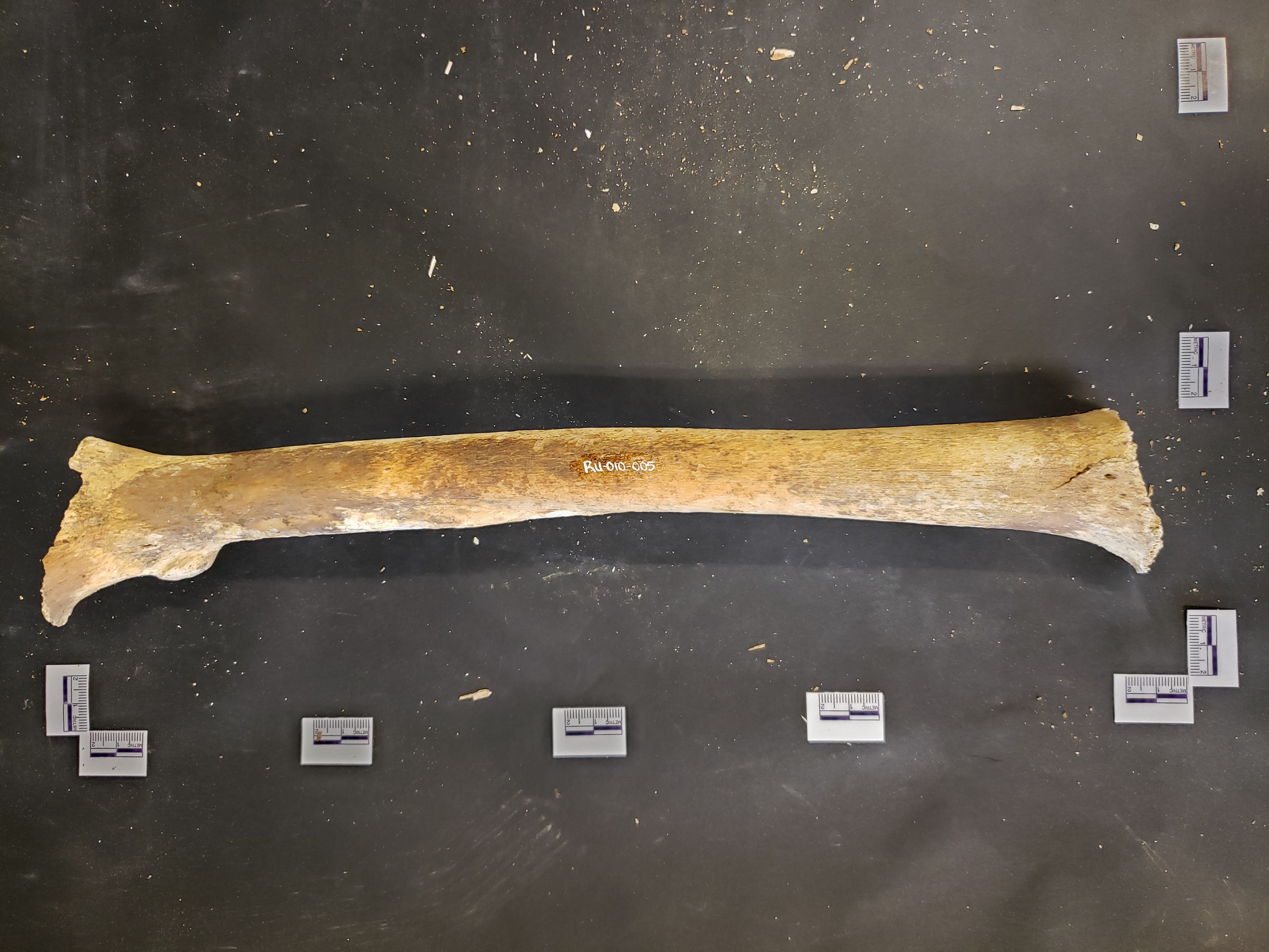 Anterior view (distal down)
