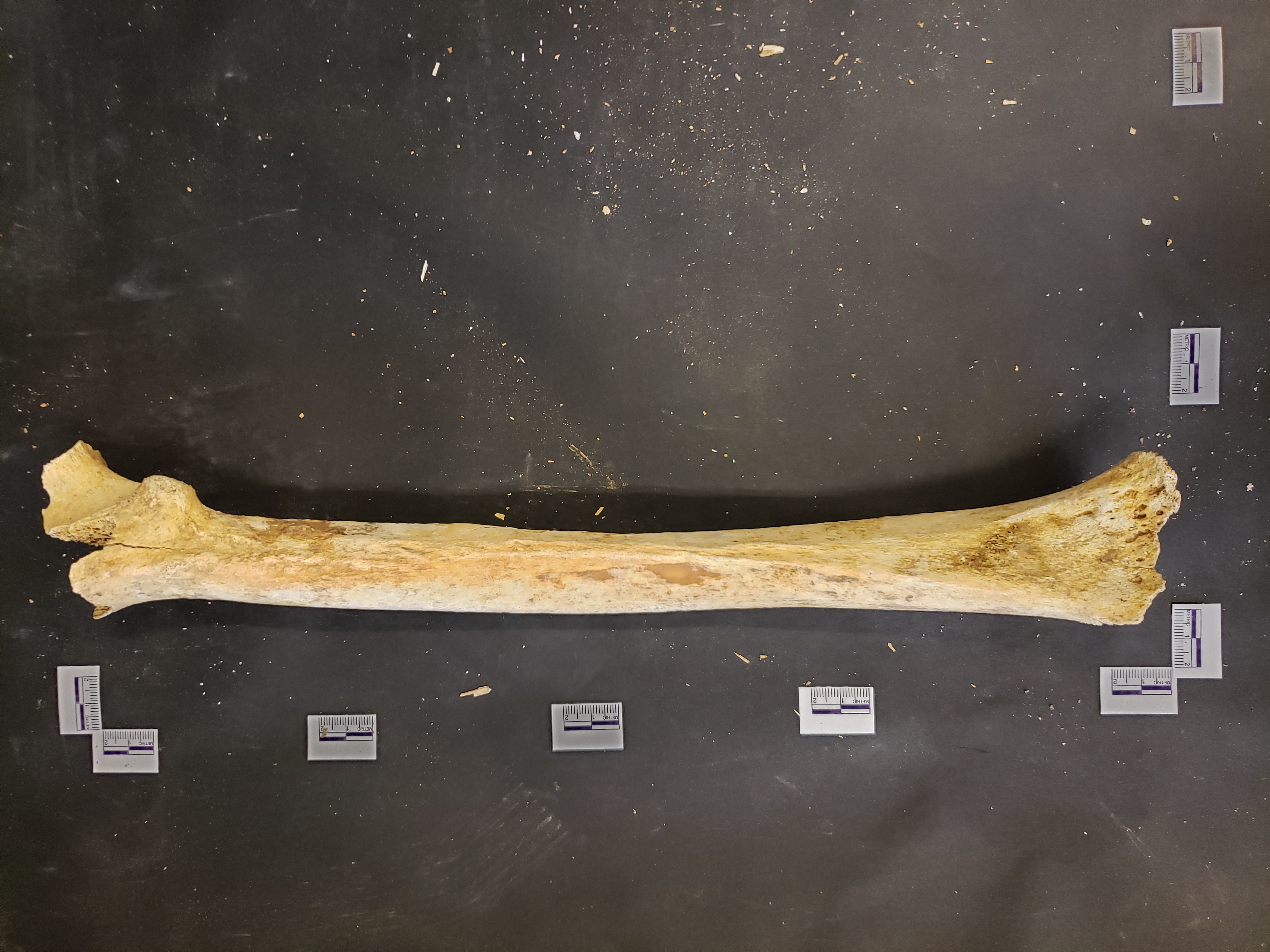 Posterior view (distal down)