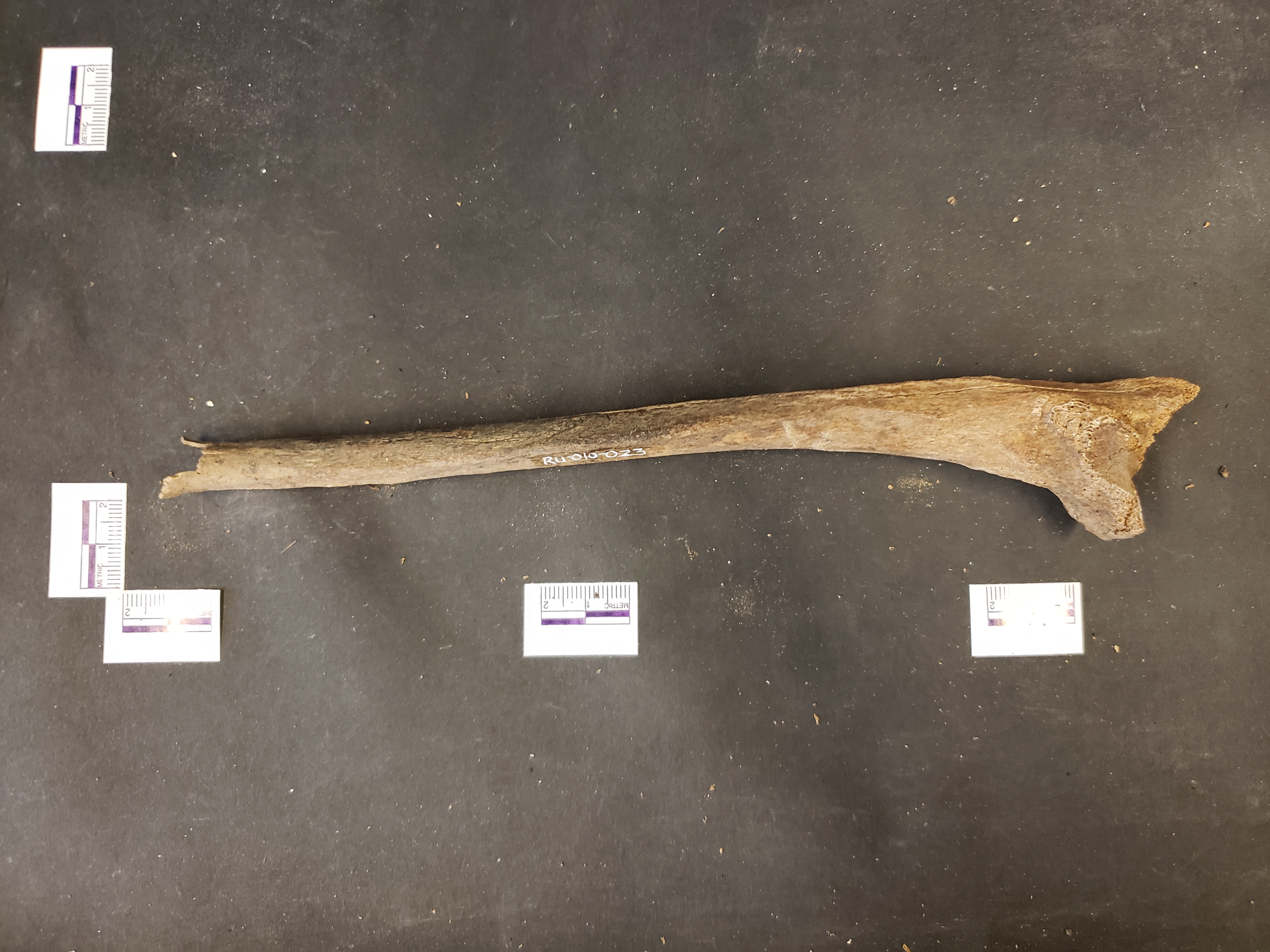 Lateral view (distal up)