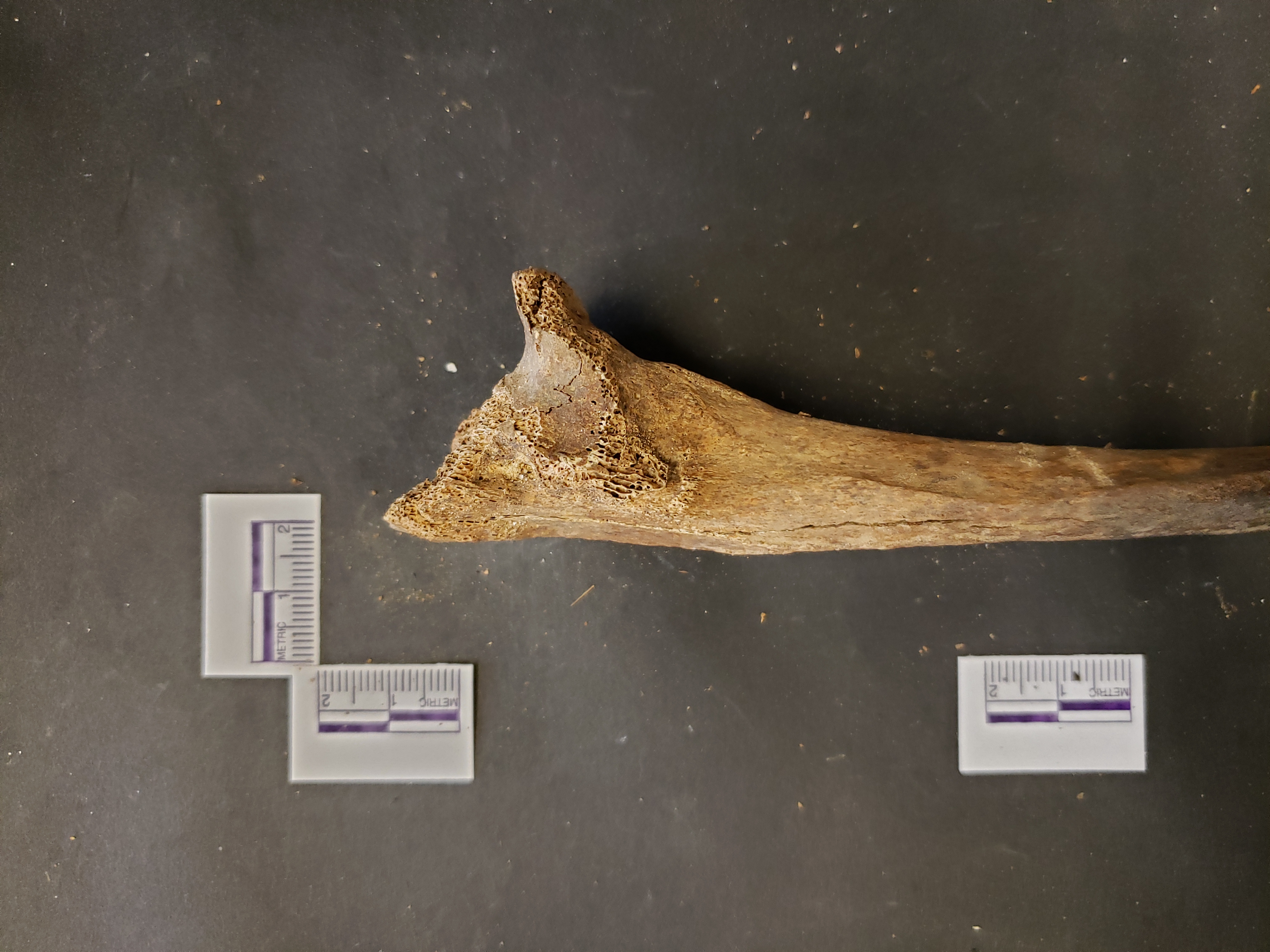 Proximal end (lateral)