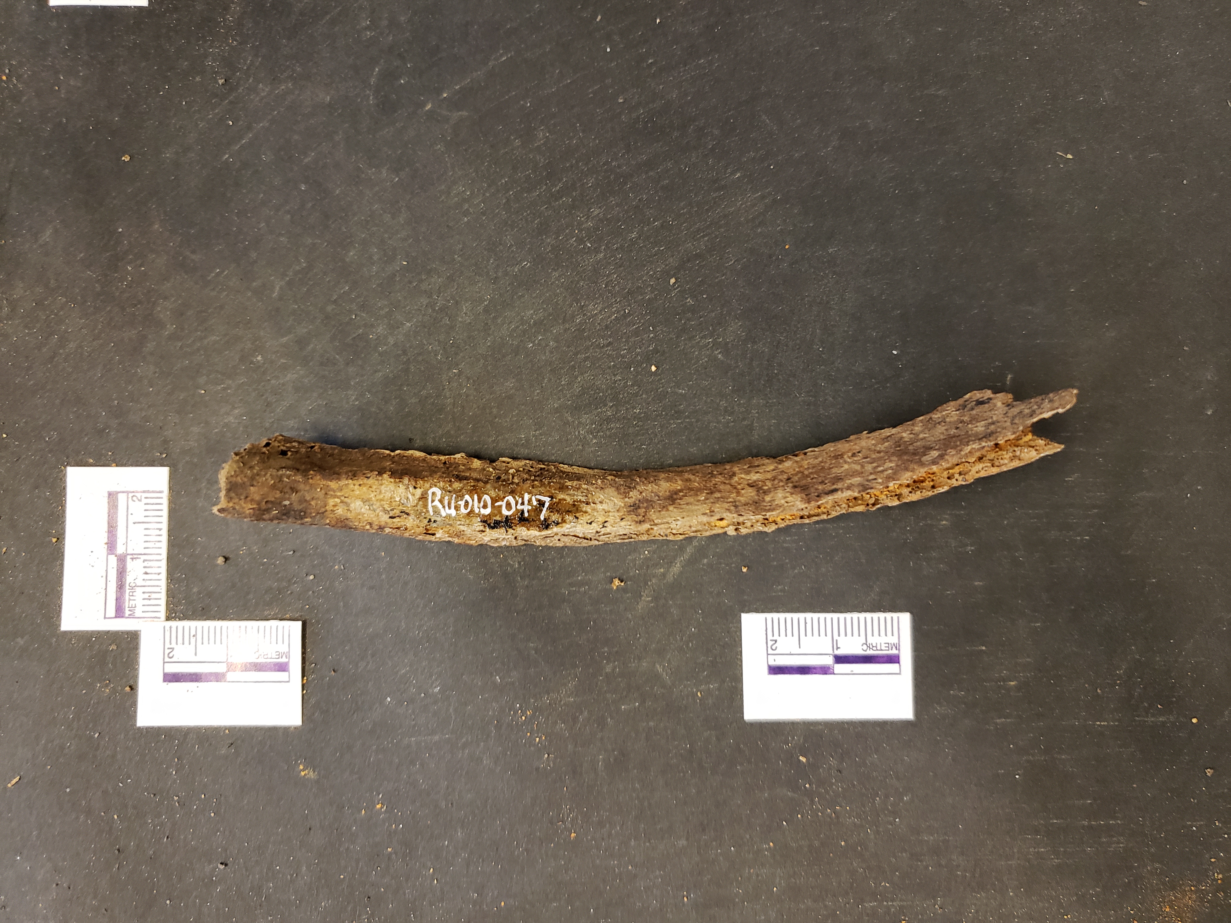 Medial view (inner curve)