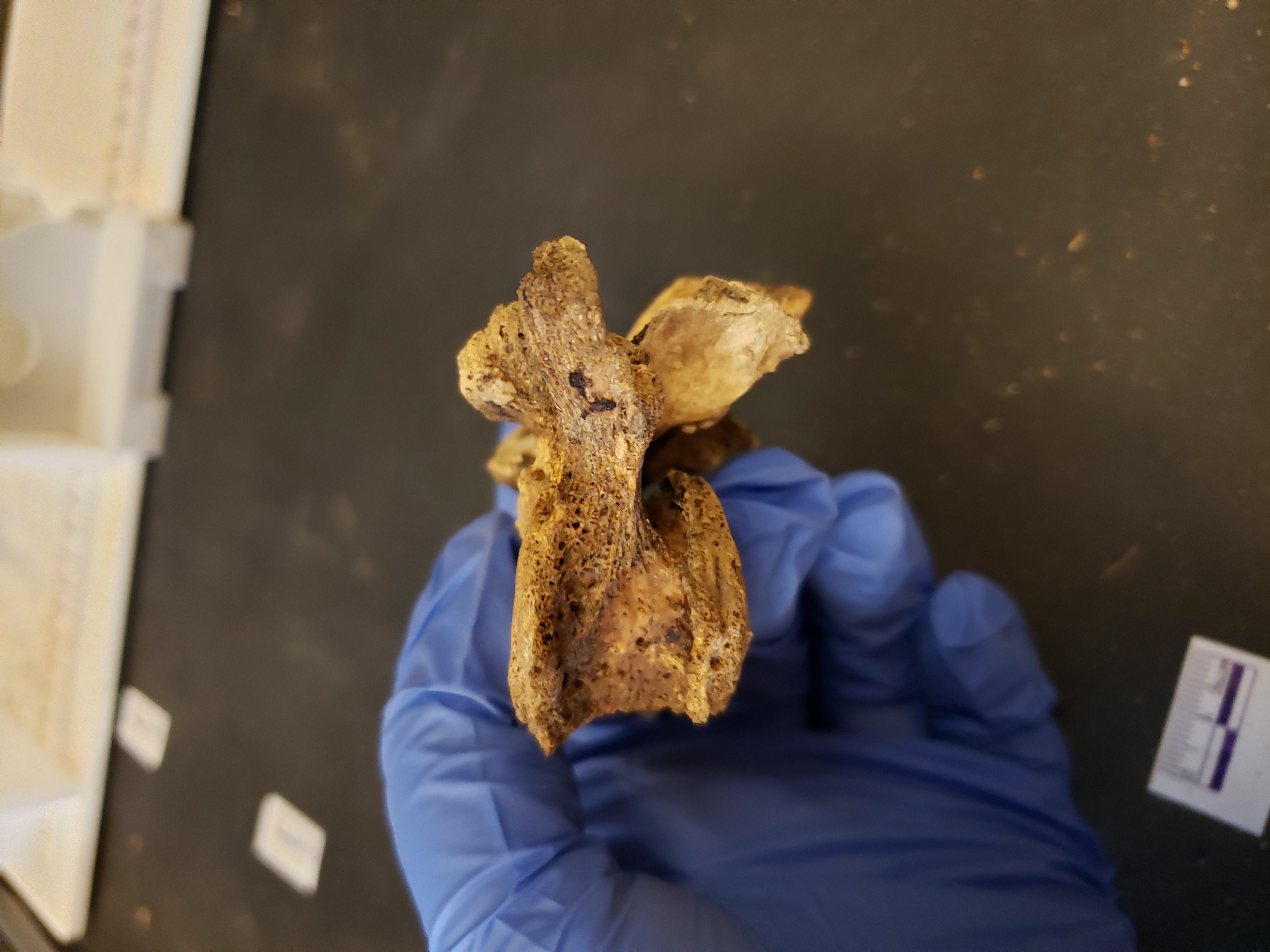 Lateral view (superior up)