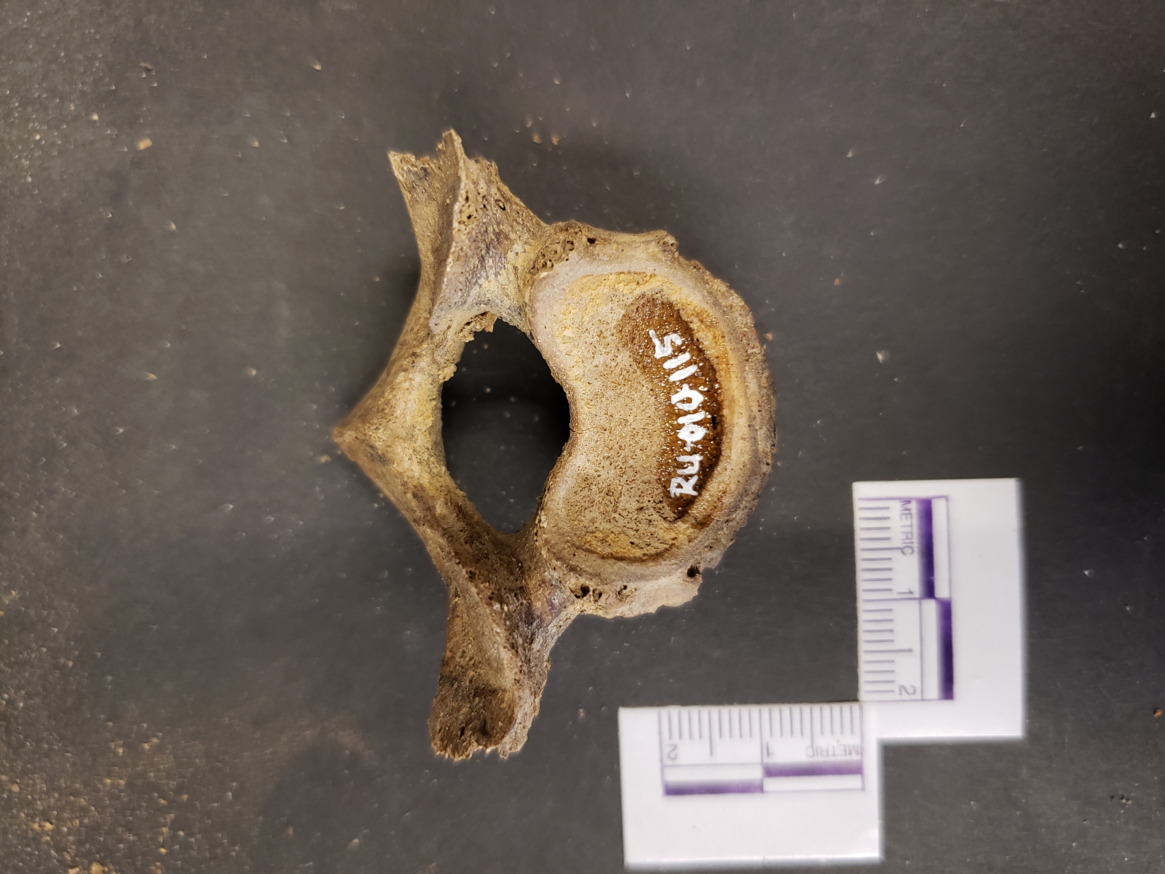 Superior view (anterior down)
