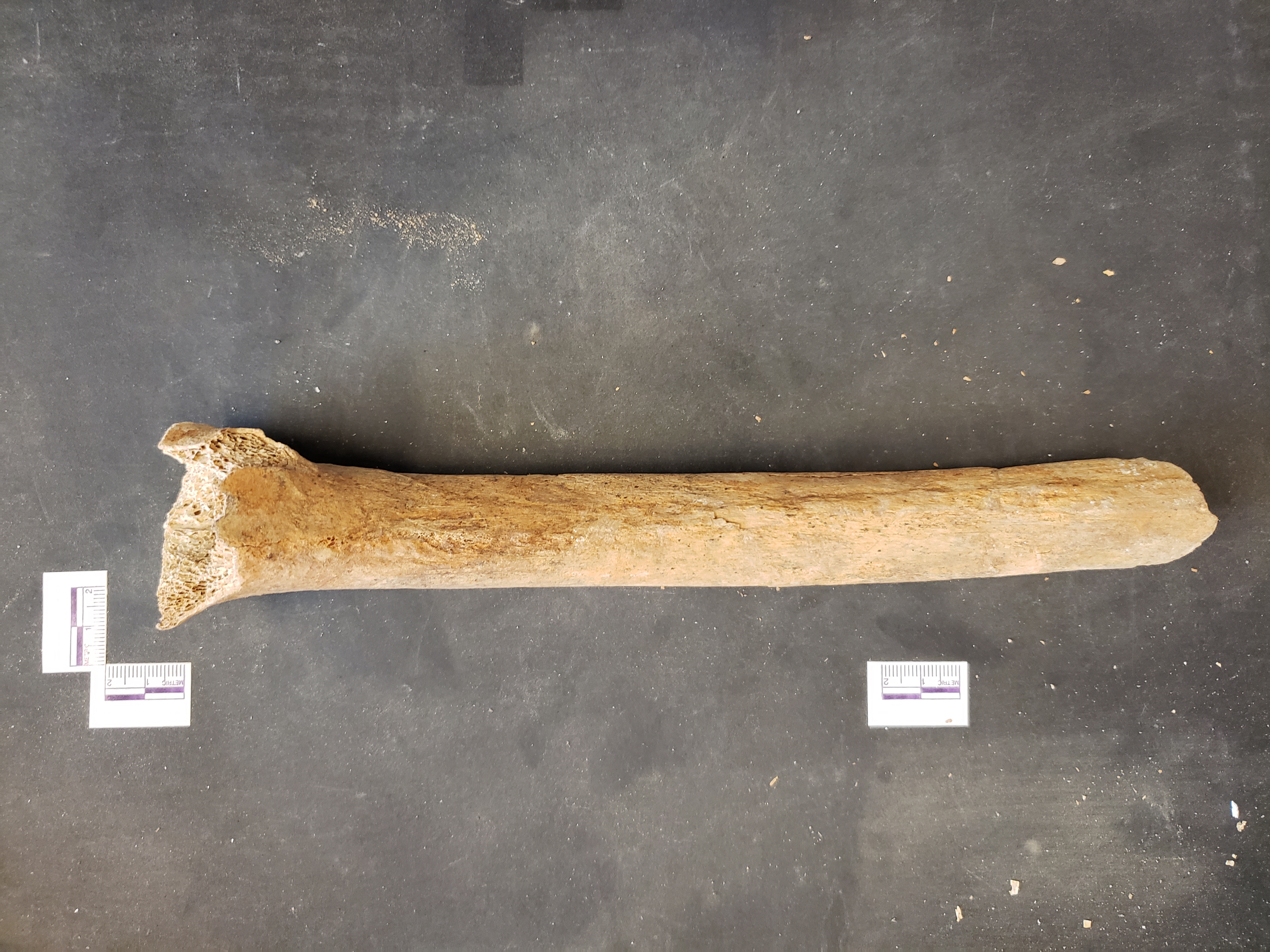 Posterior view (proximal left)