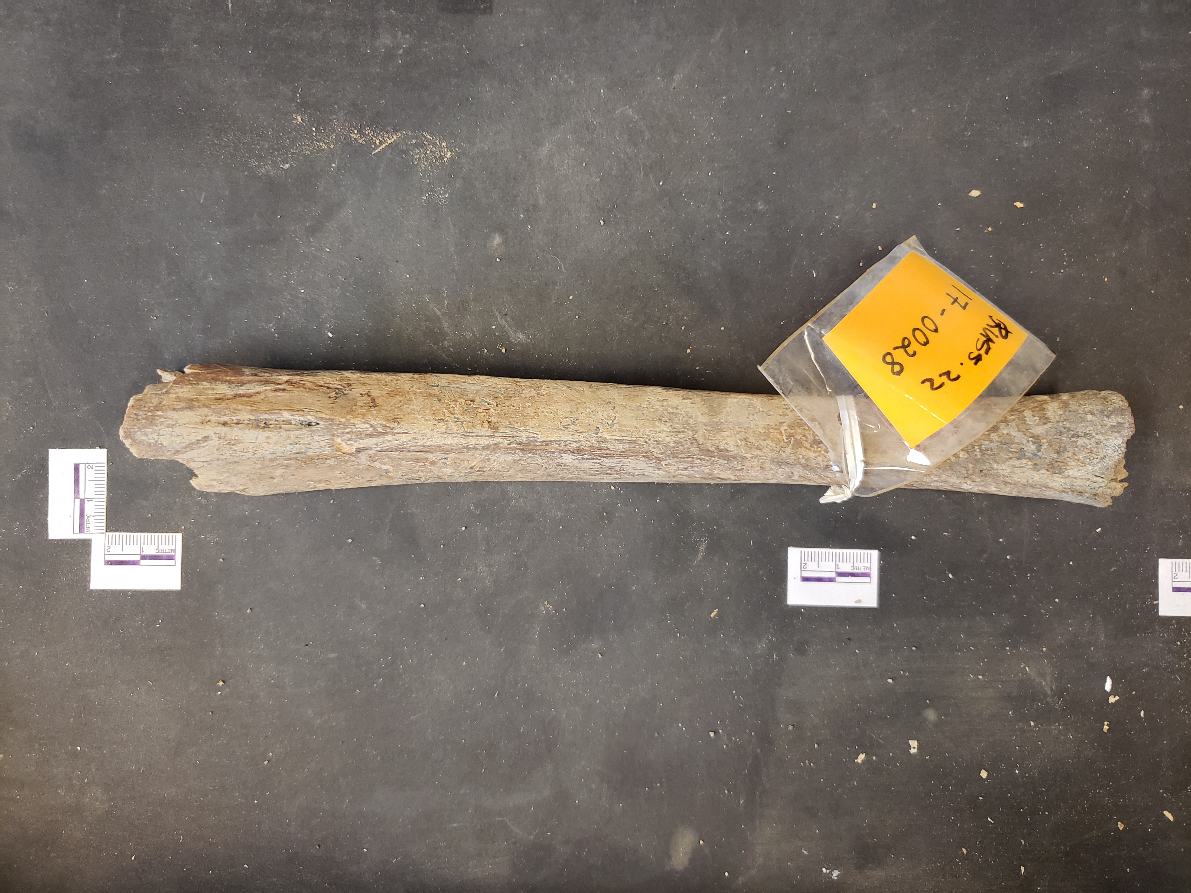 Posterior view (distal down)