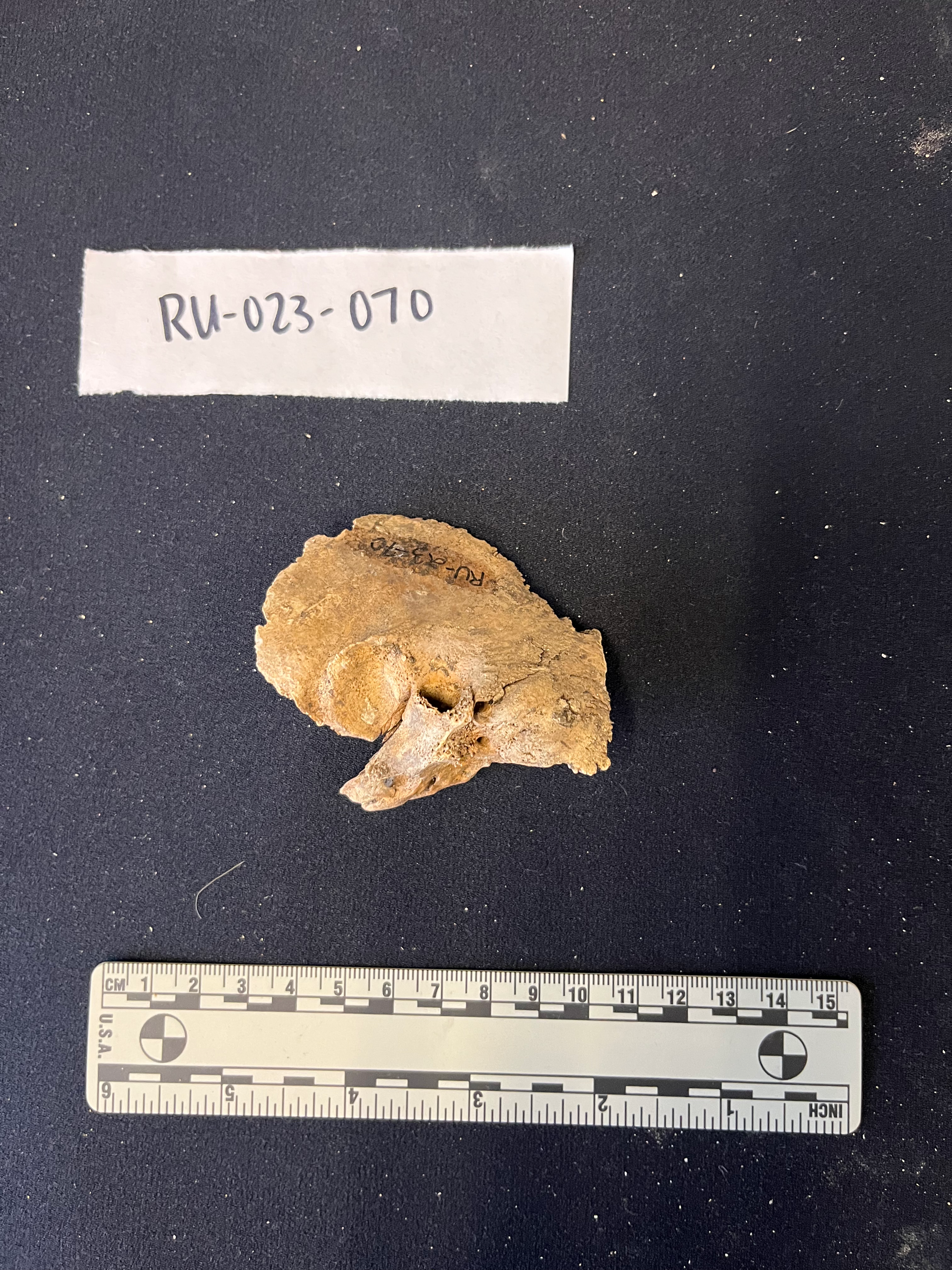Lateral view of the left temporal bone