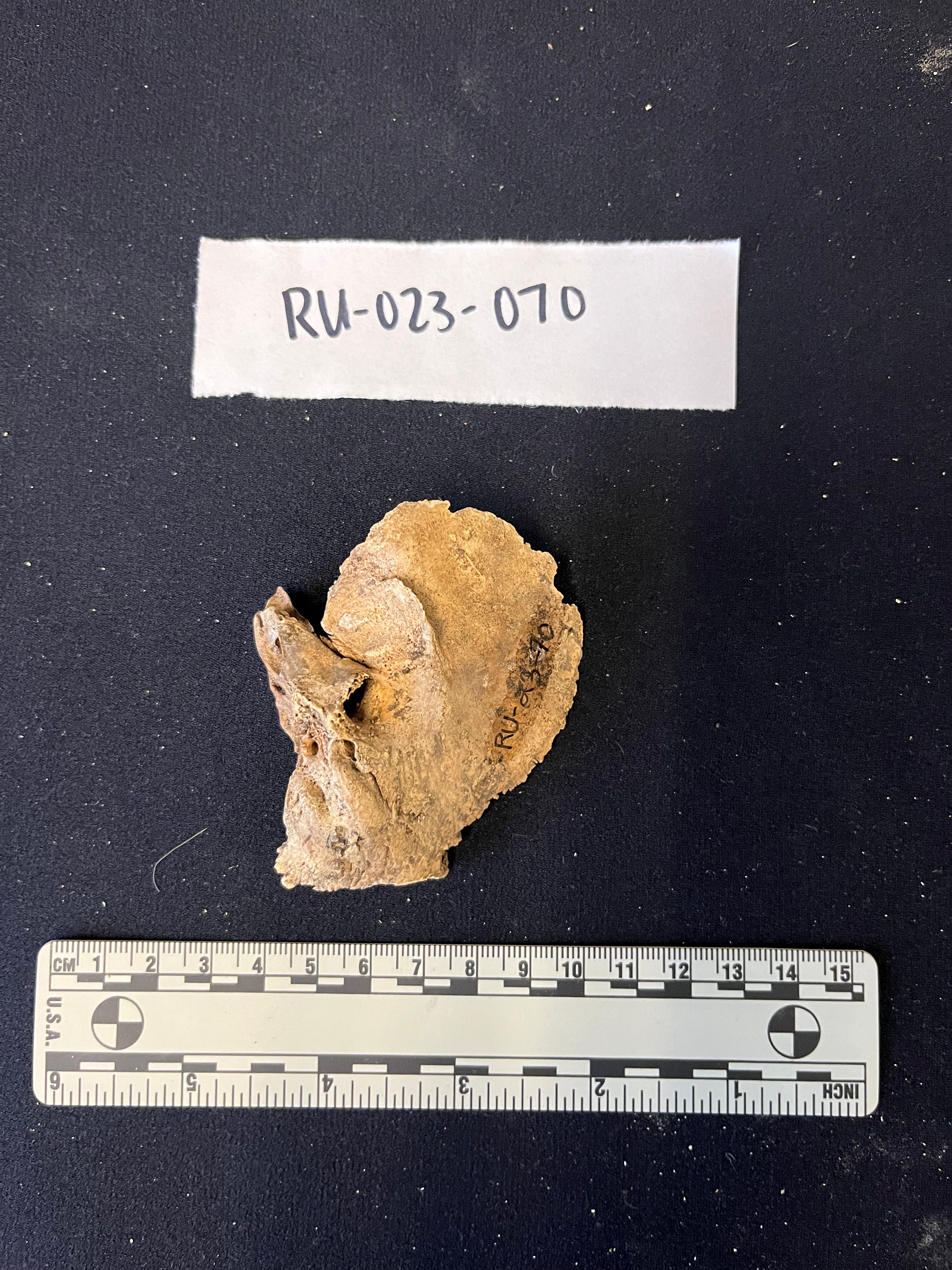 Lateral view of the left temporal bone