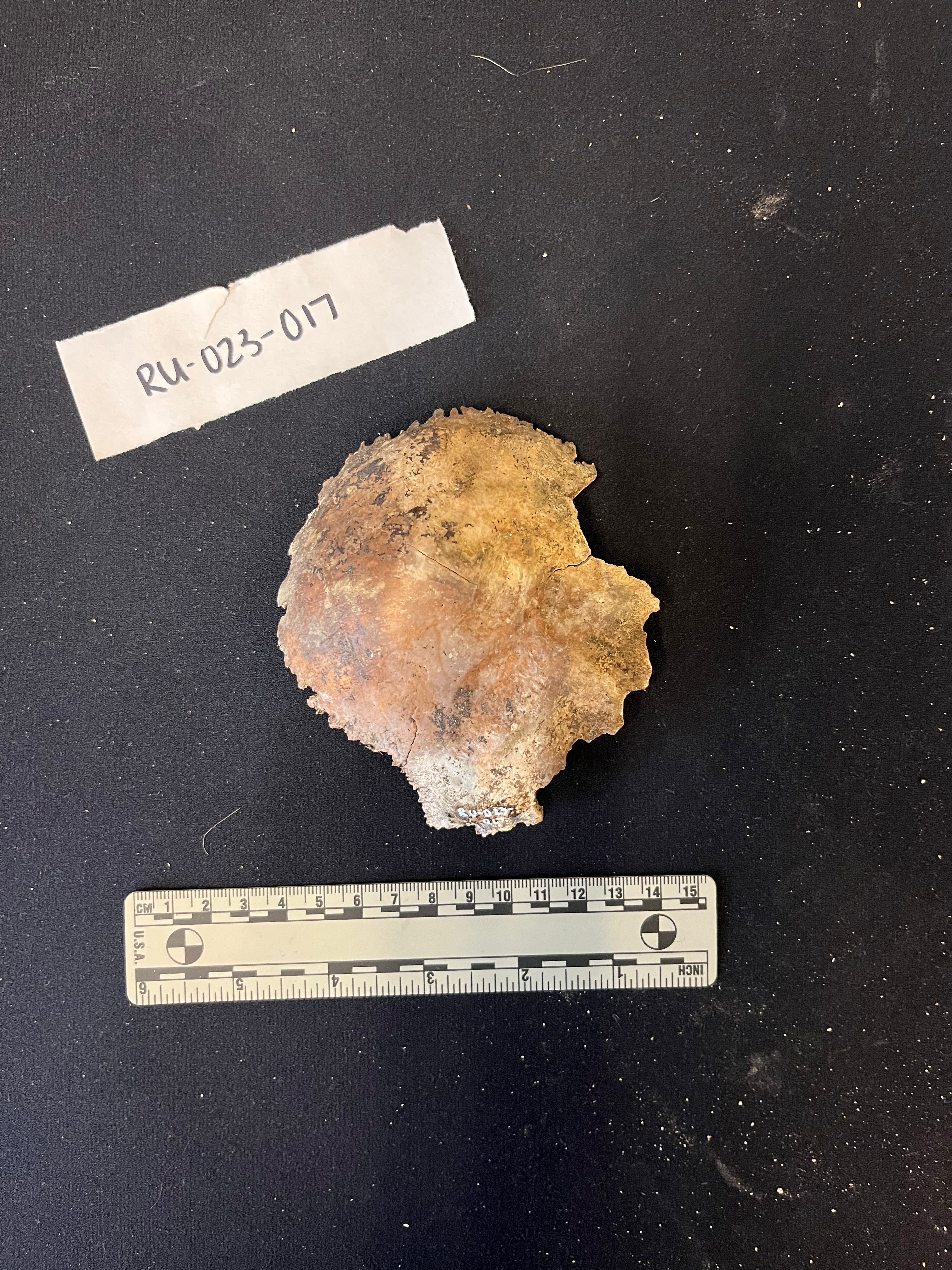 Occipital bone from inferior view