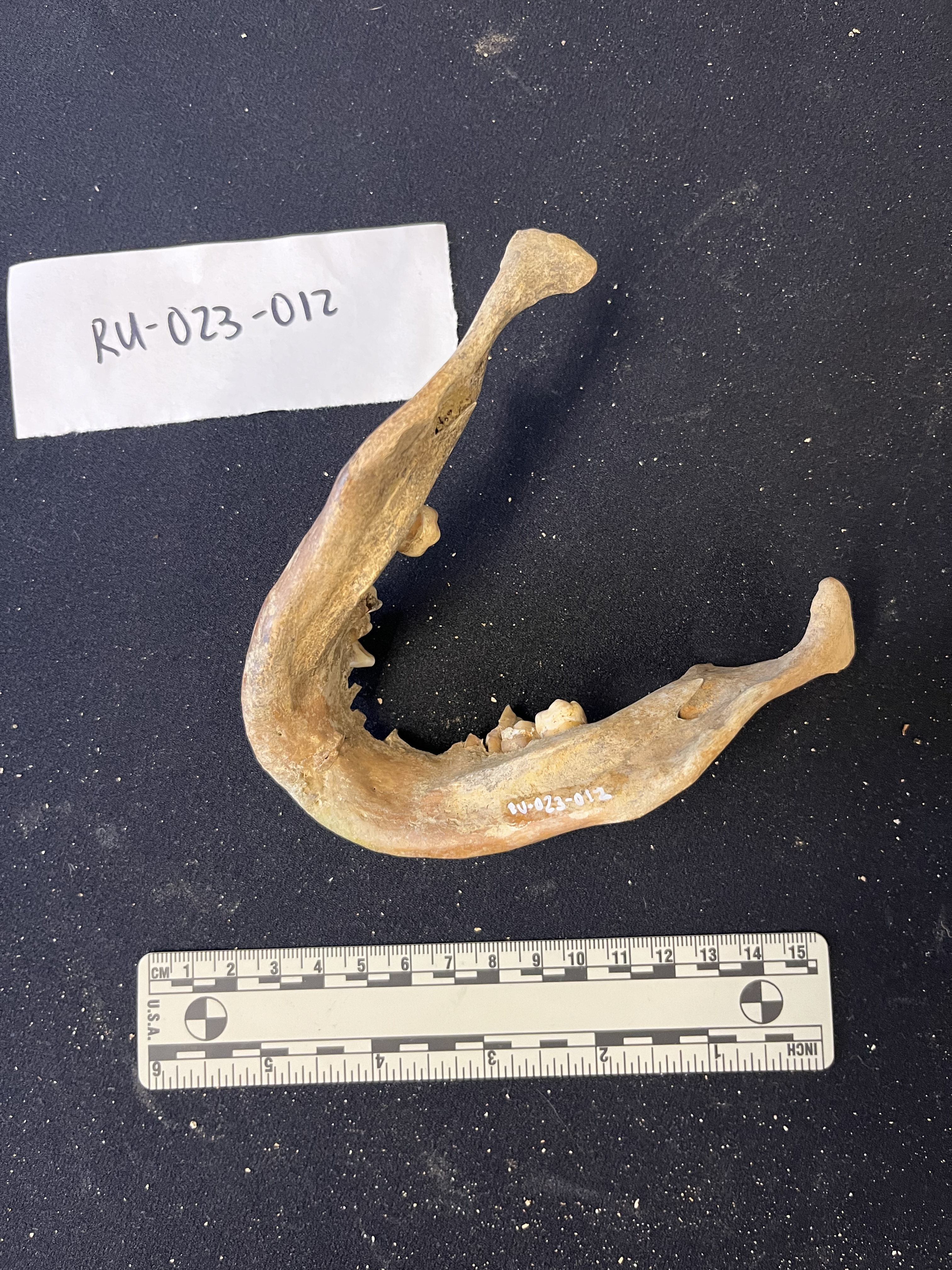 mandible with a few teeth intact 
