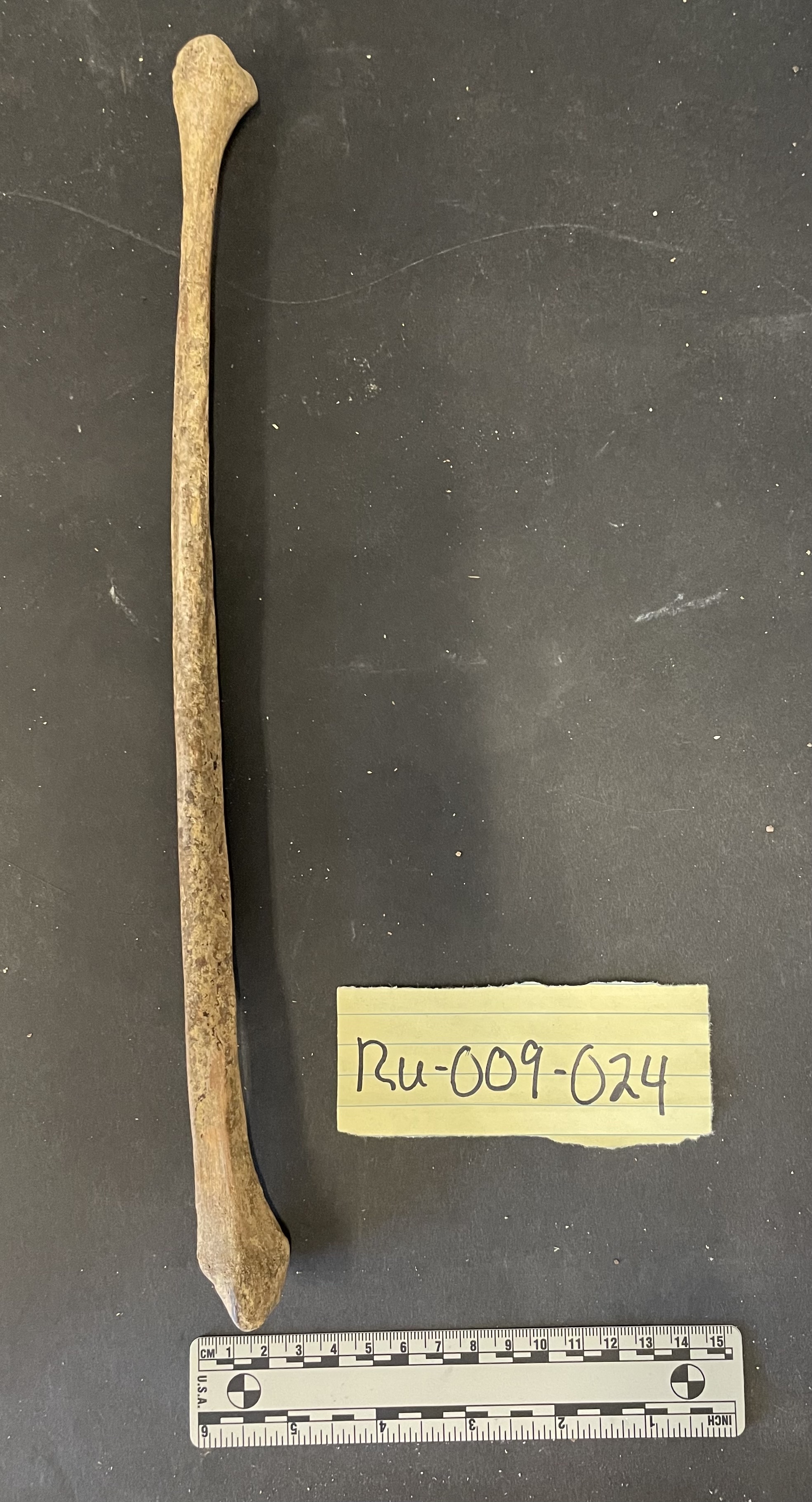 Fibula