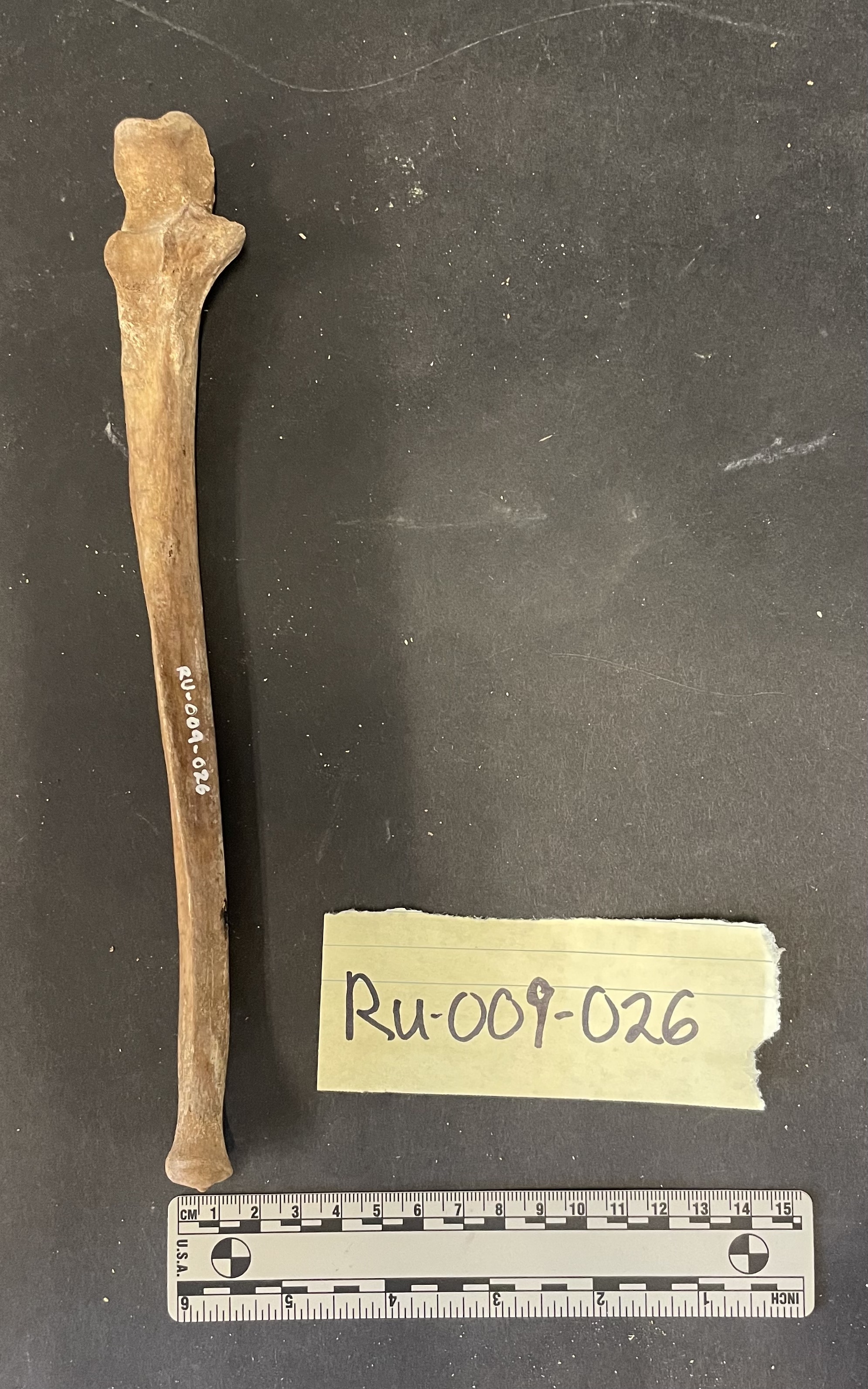 Ulna