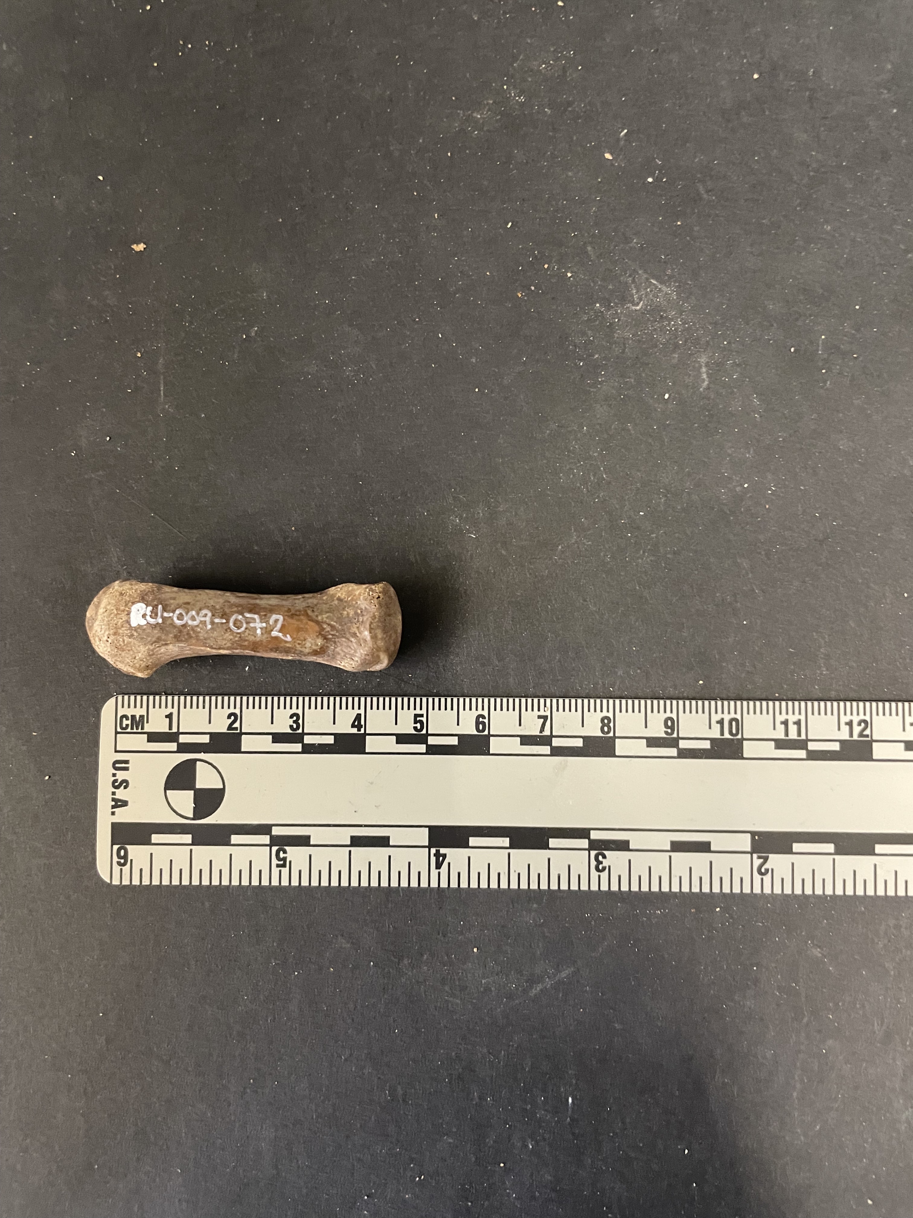 Left metacarpal