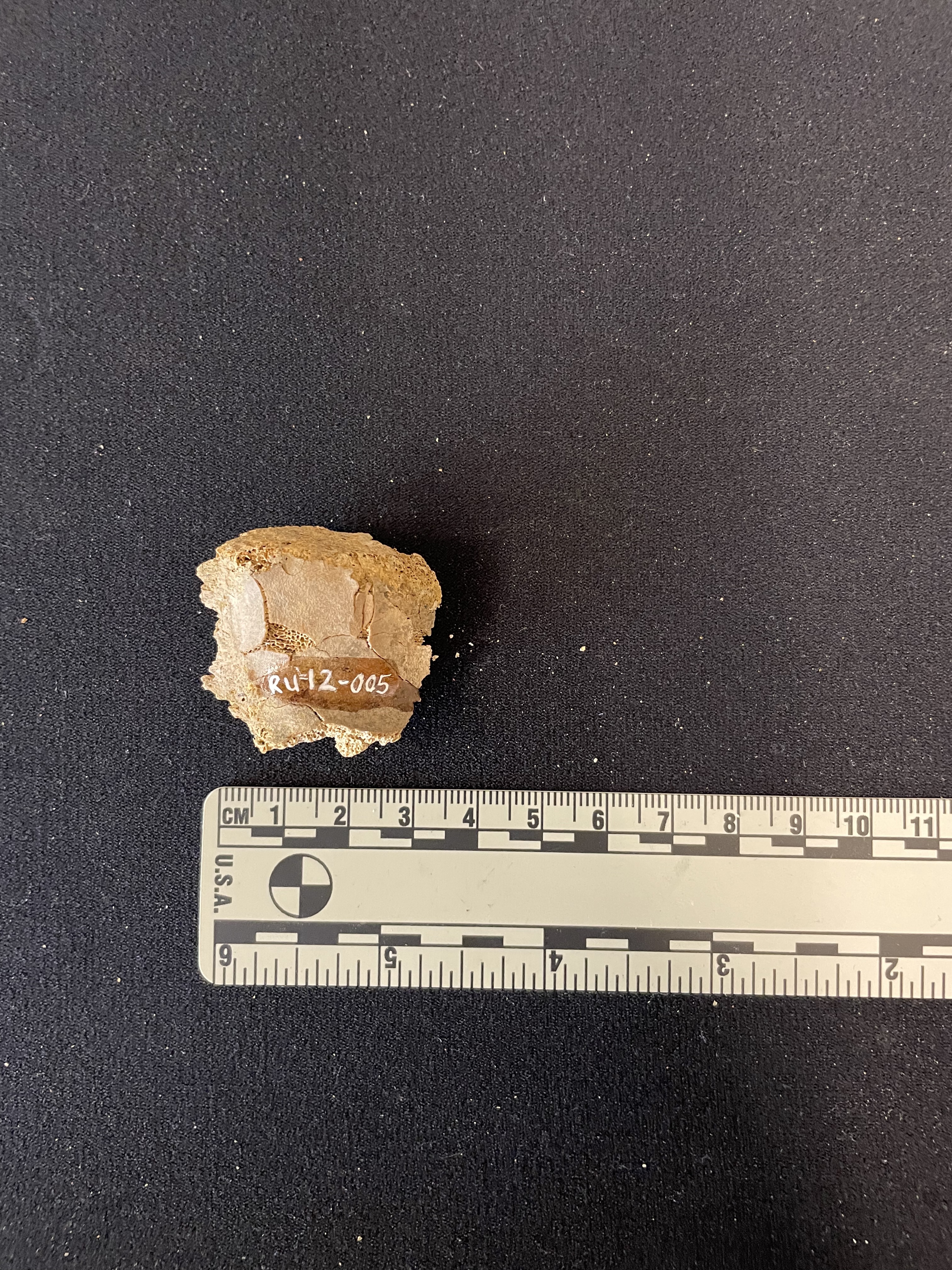 Fragment, likely calcaneus 