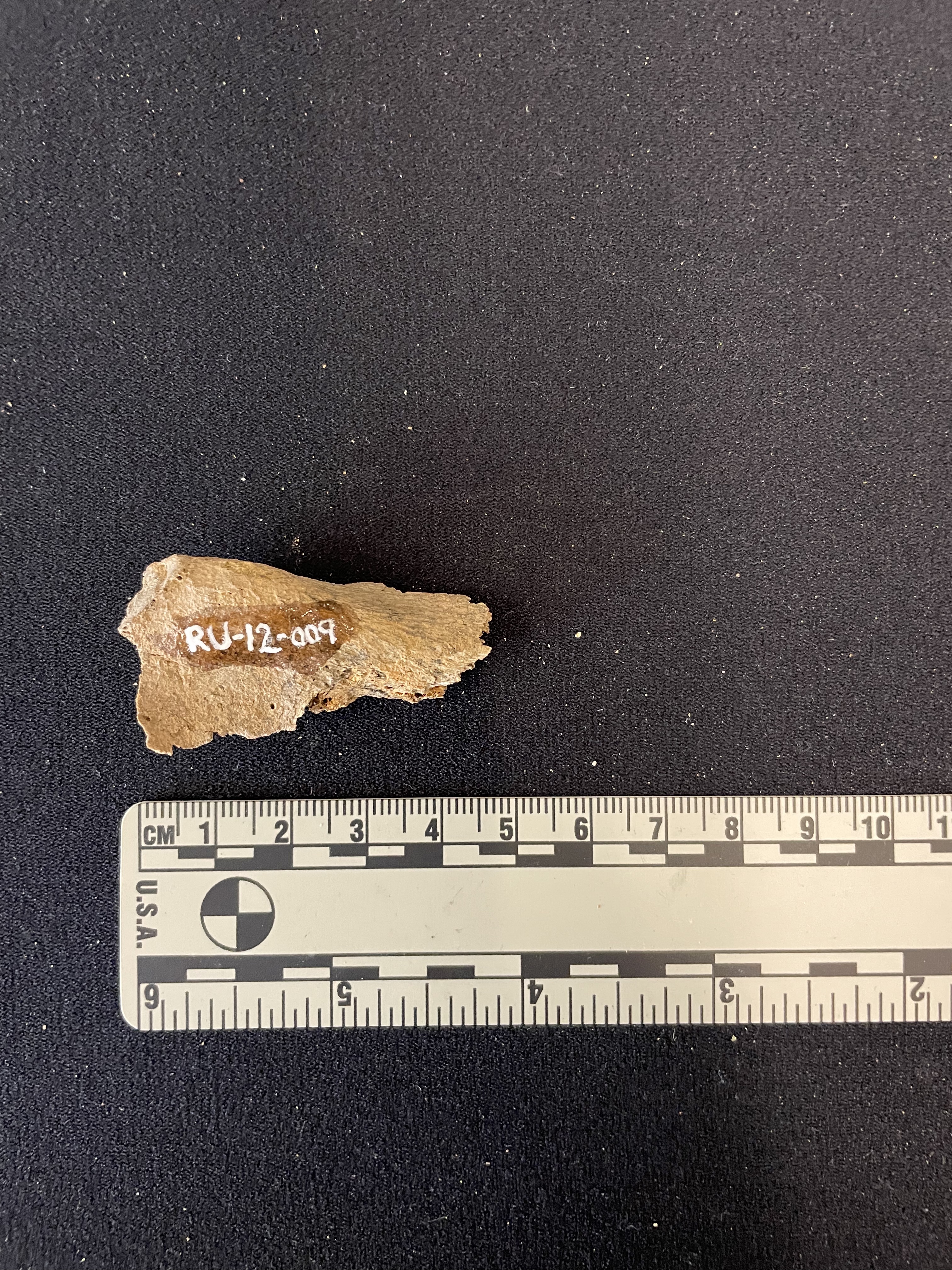 Rib fragment