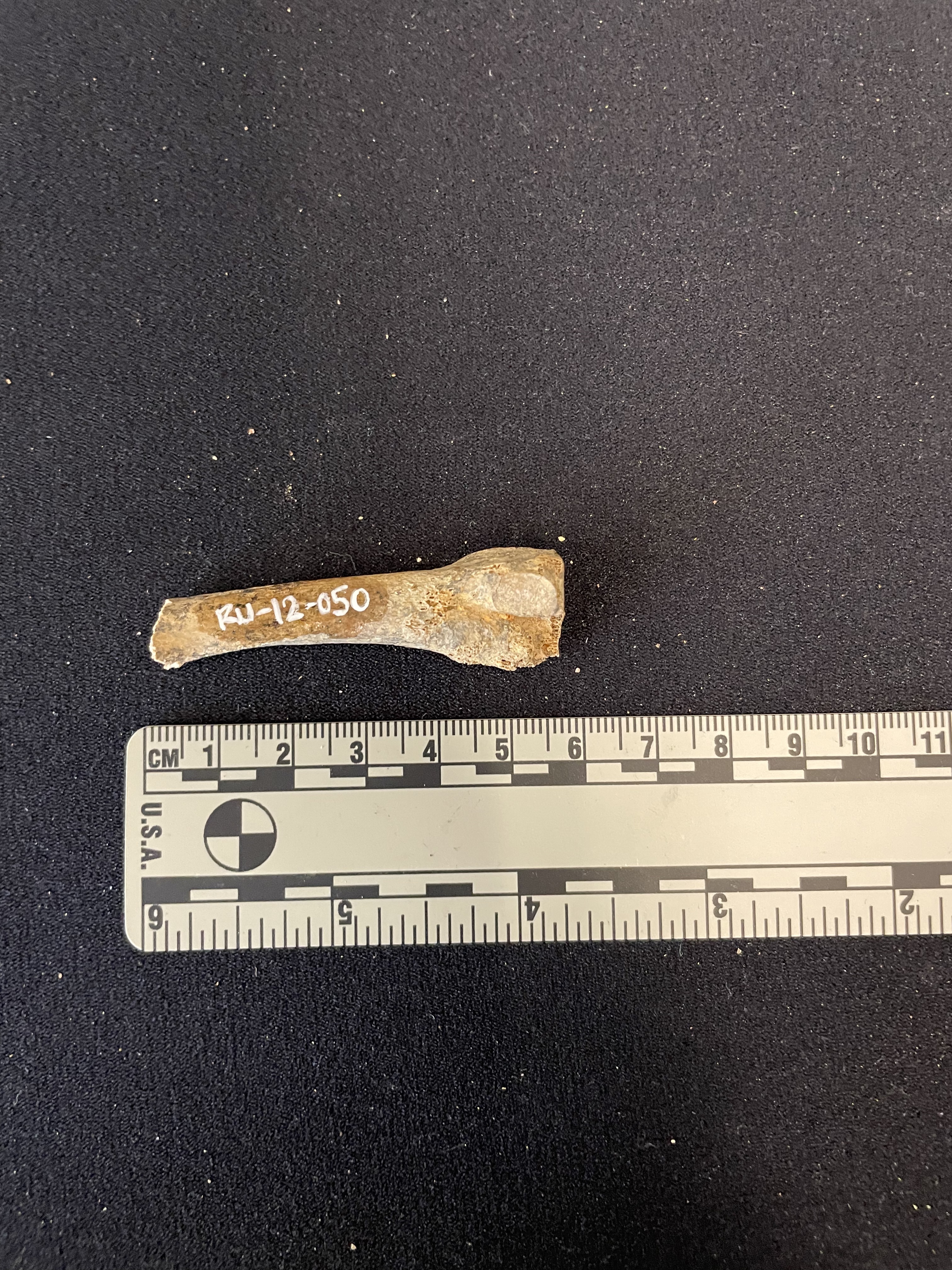 Metatarsal