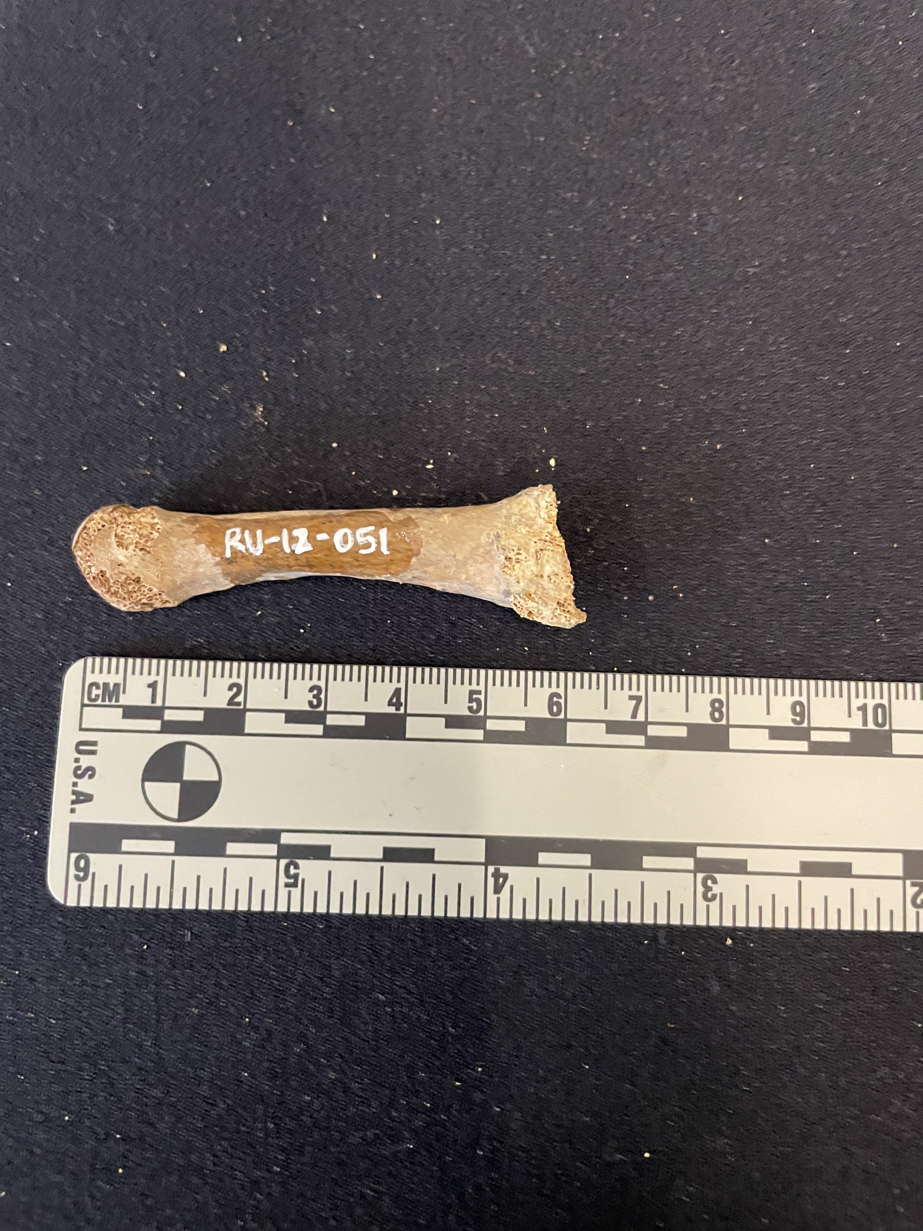 Metatarsal