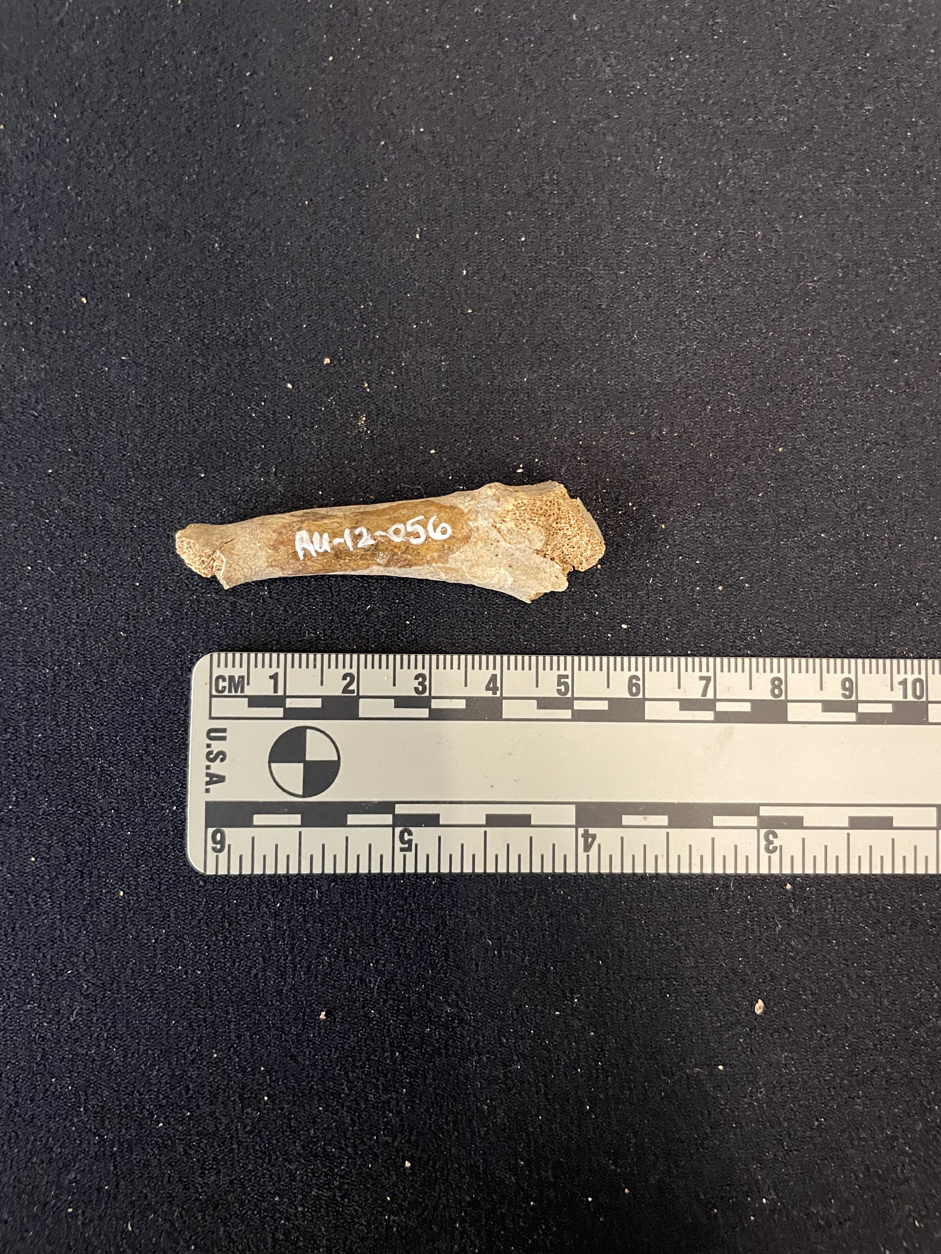 Metatarsal