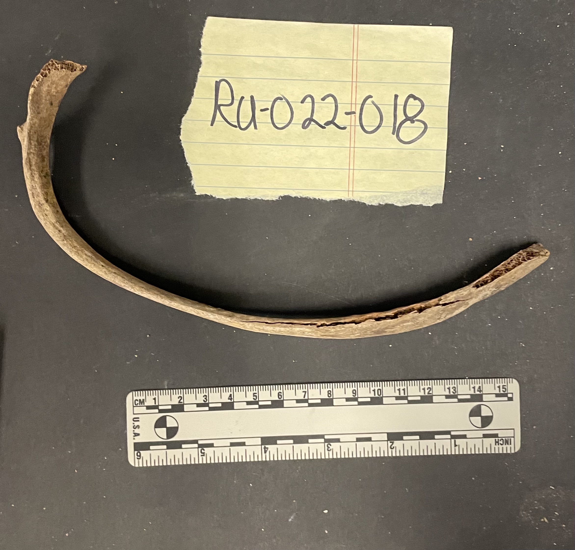 Rib 