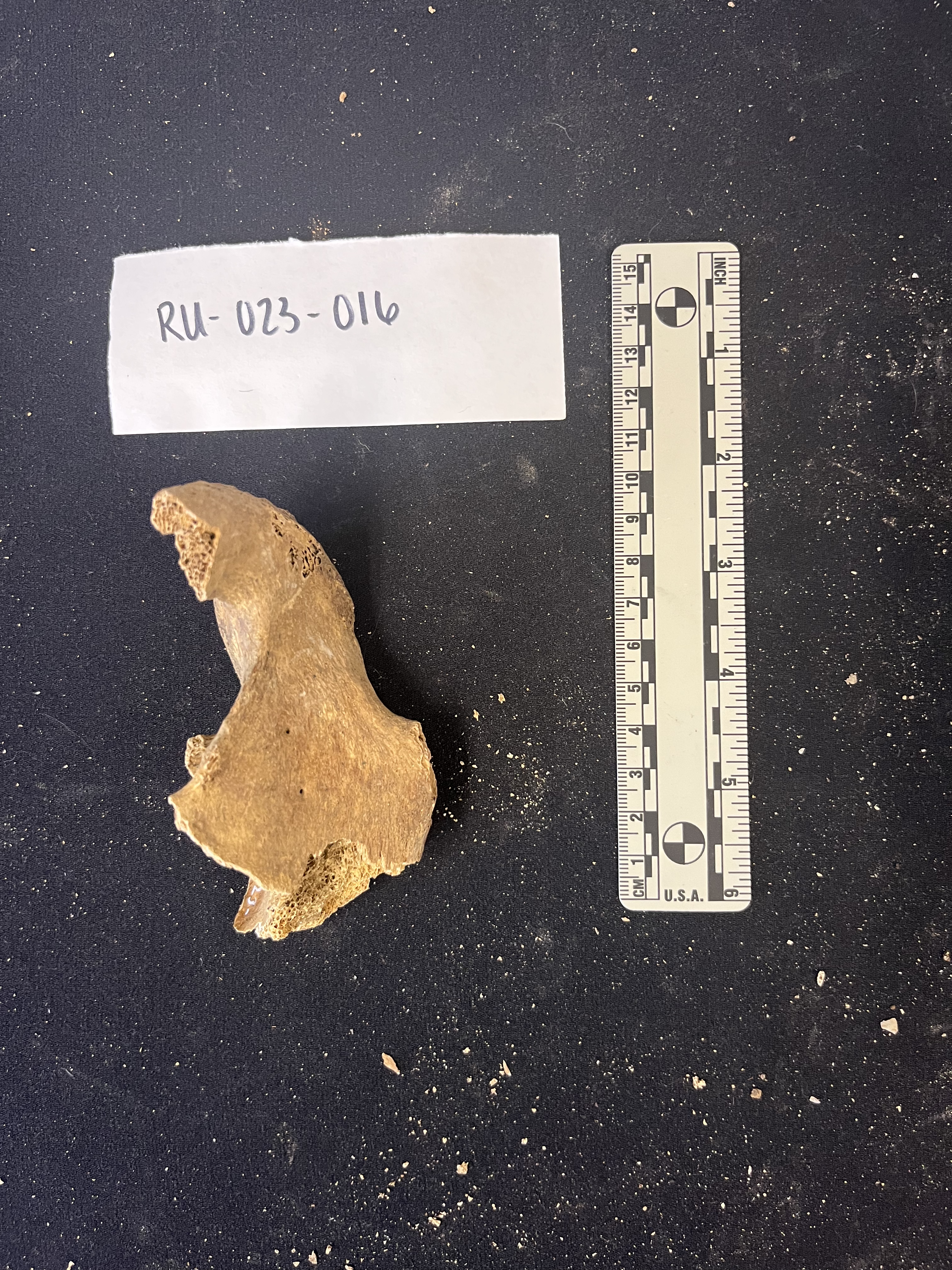 Partial right ischium and pubis