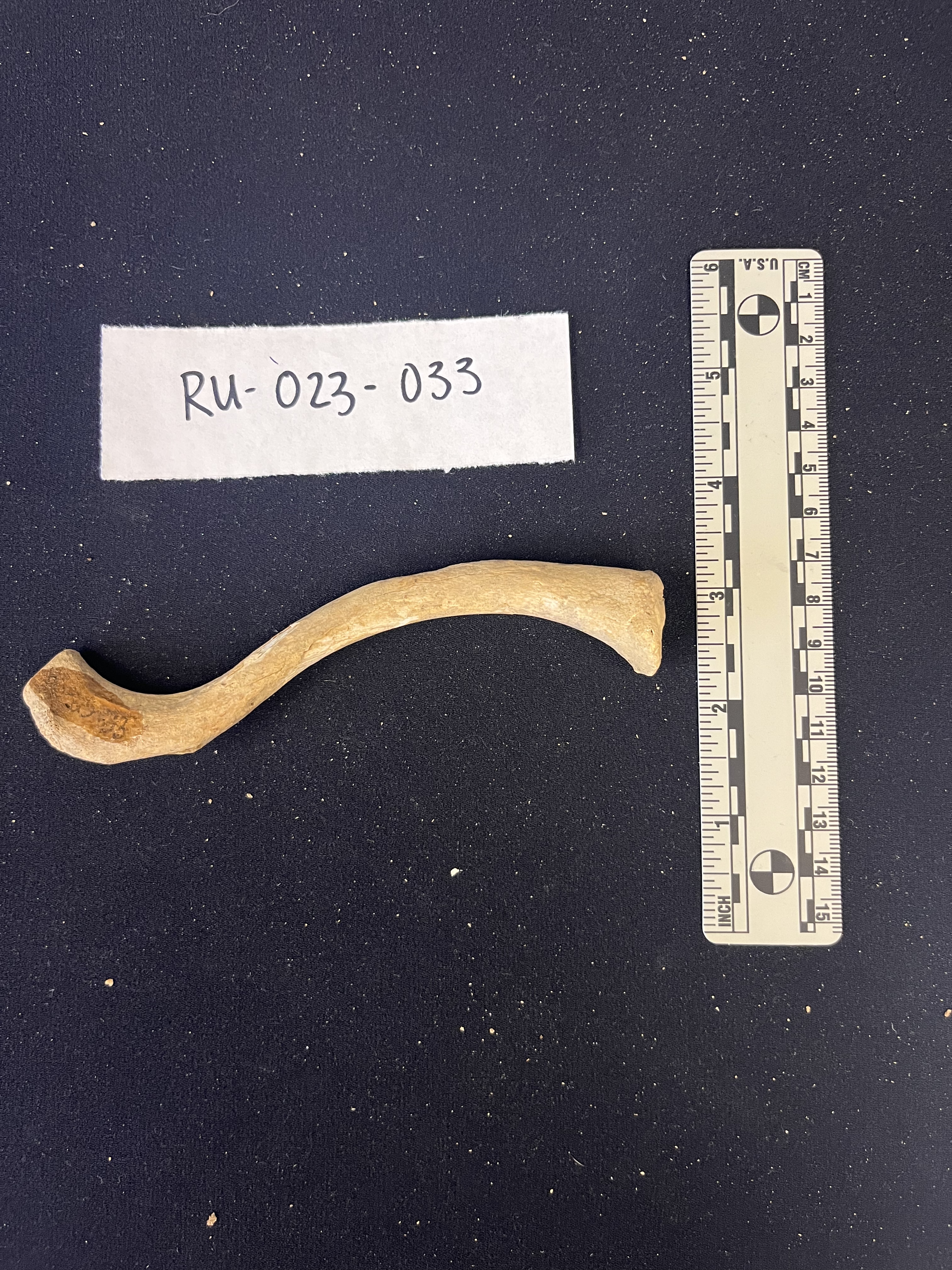 left clavicle superior view