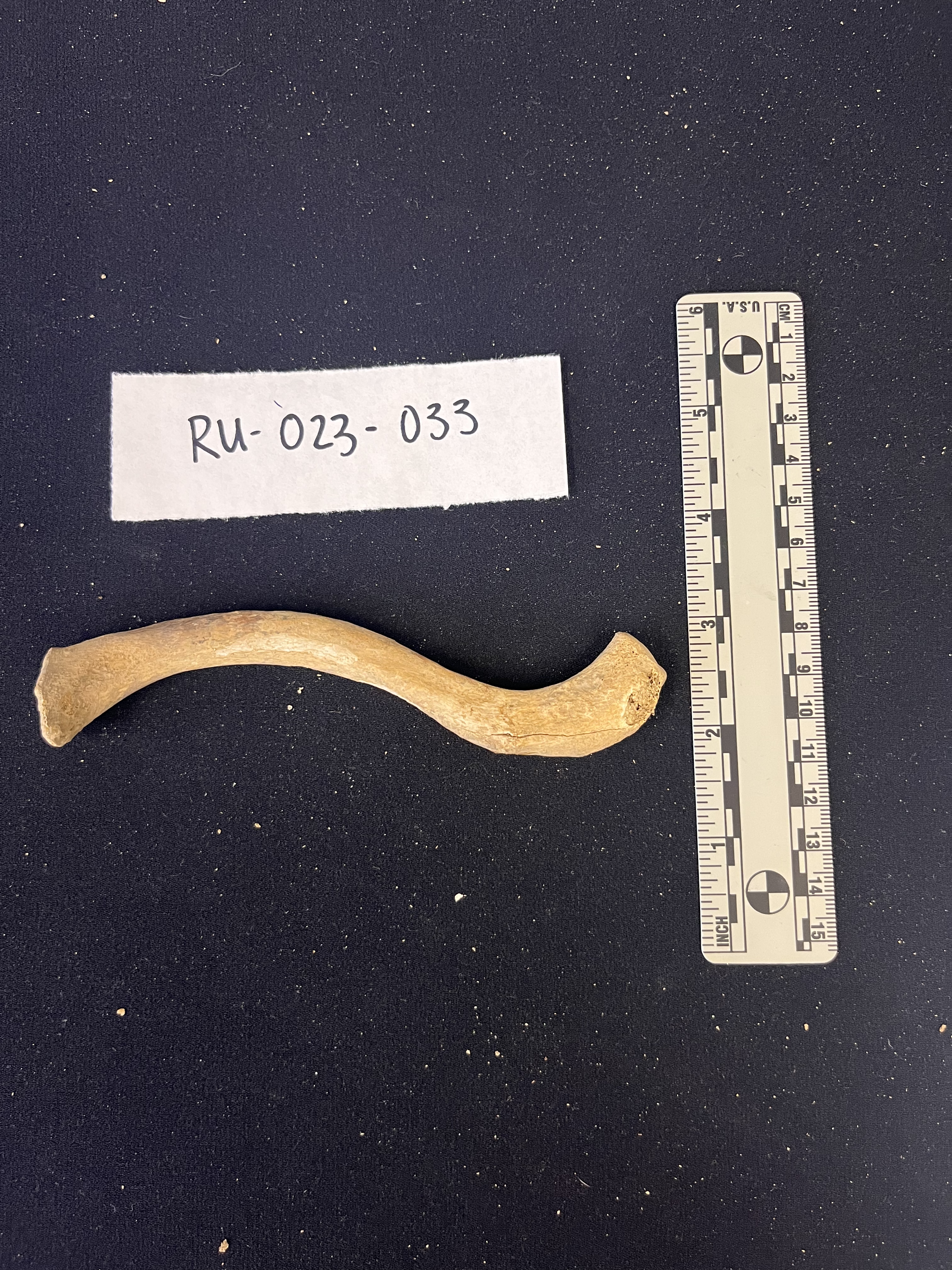 left clavicle inferior view