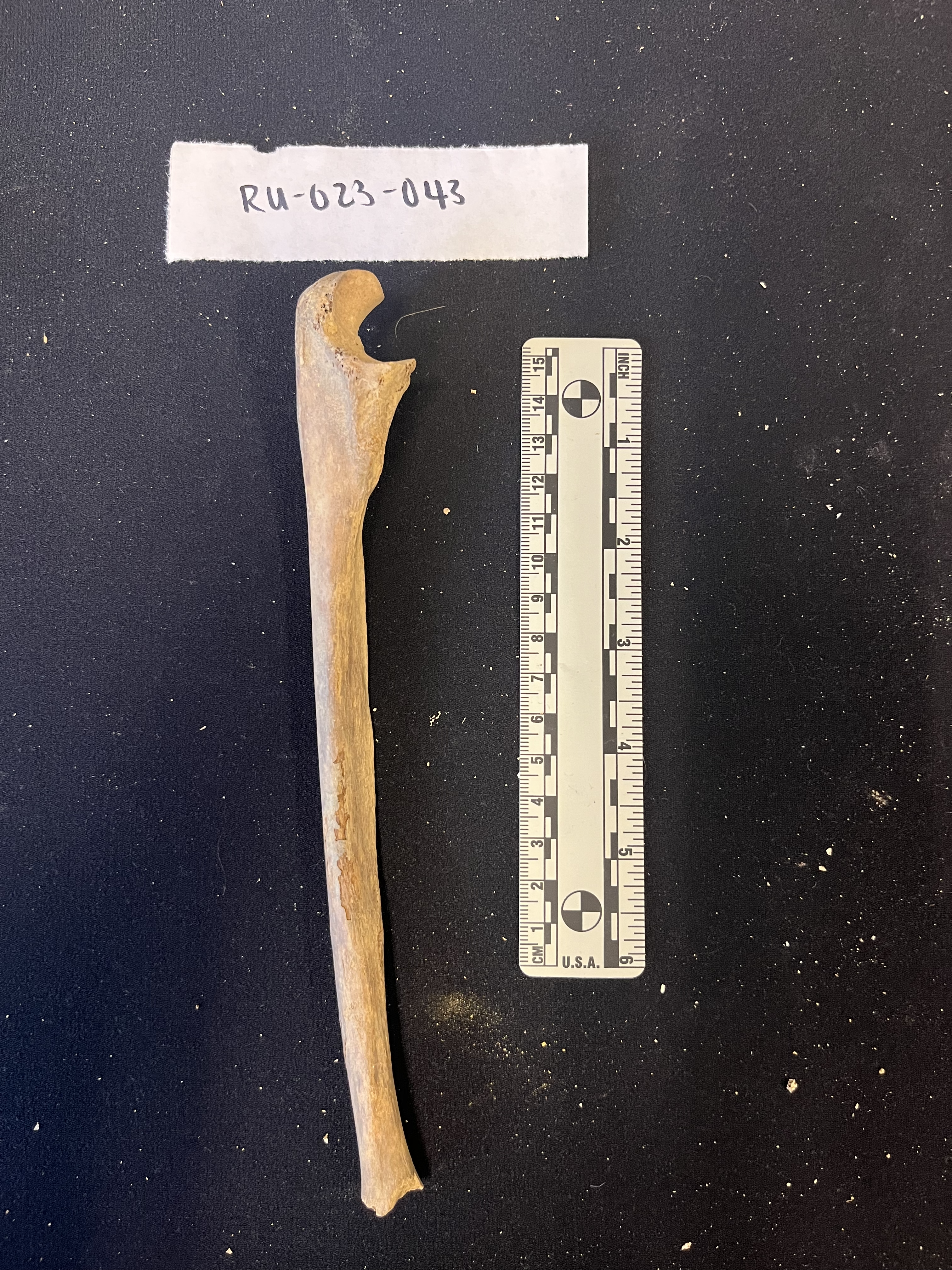 left humerus medial view