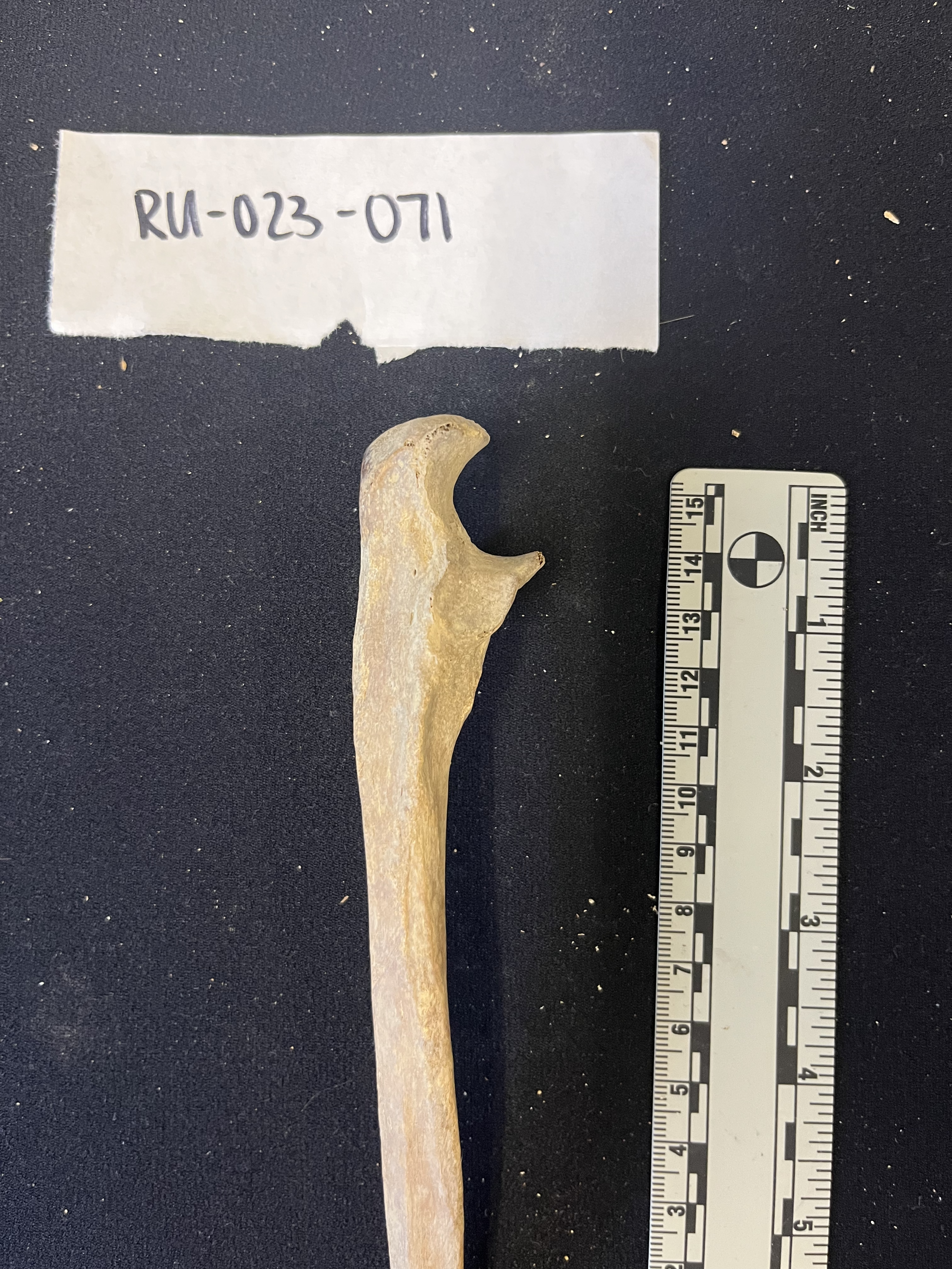 right ulna lateral view