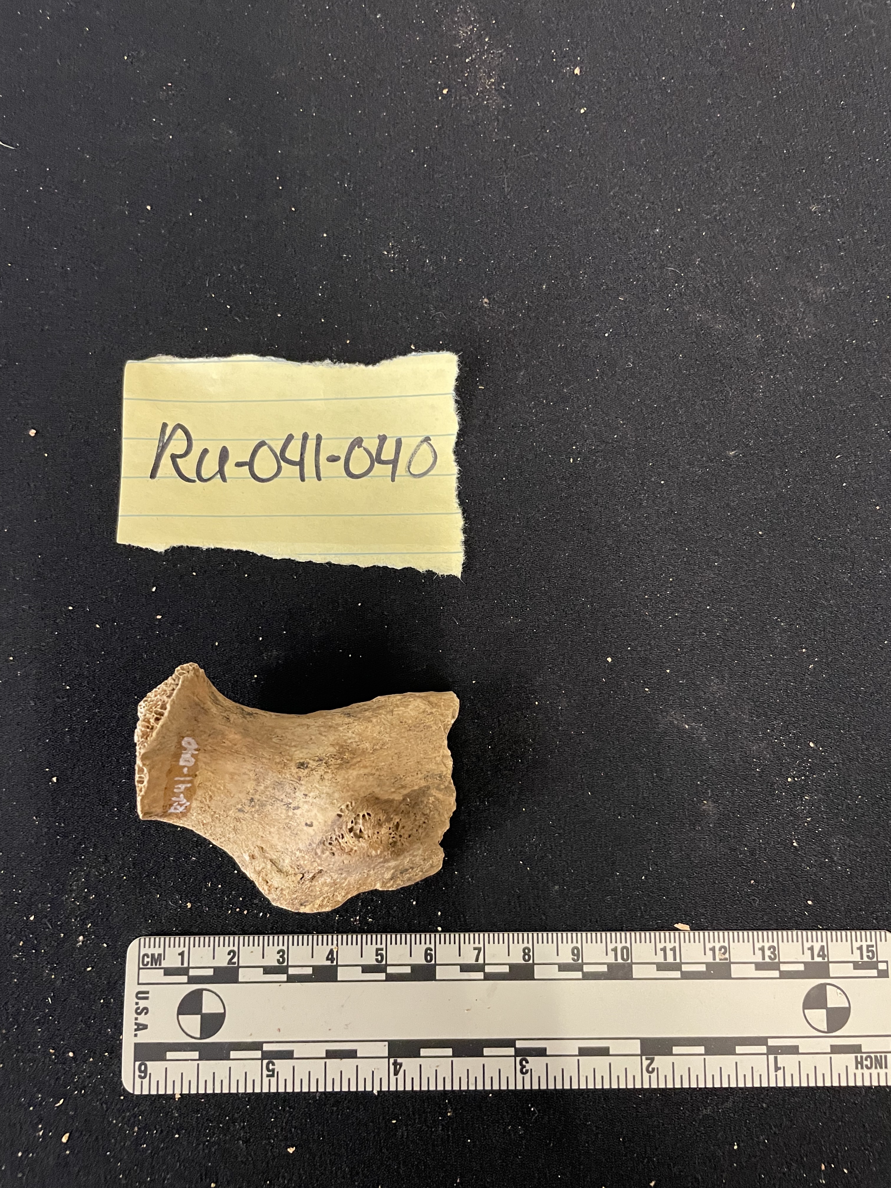 Fragment of ischium, ischial spine