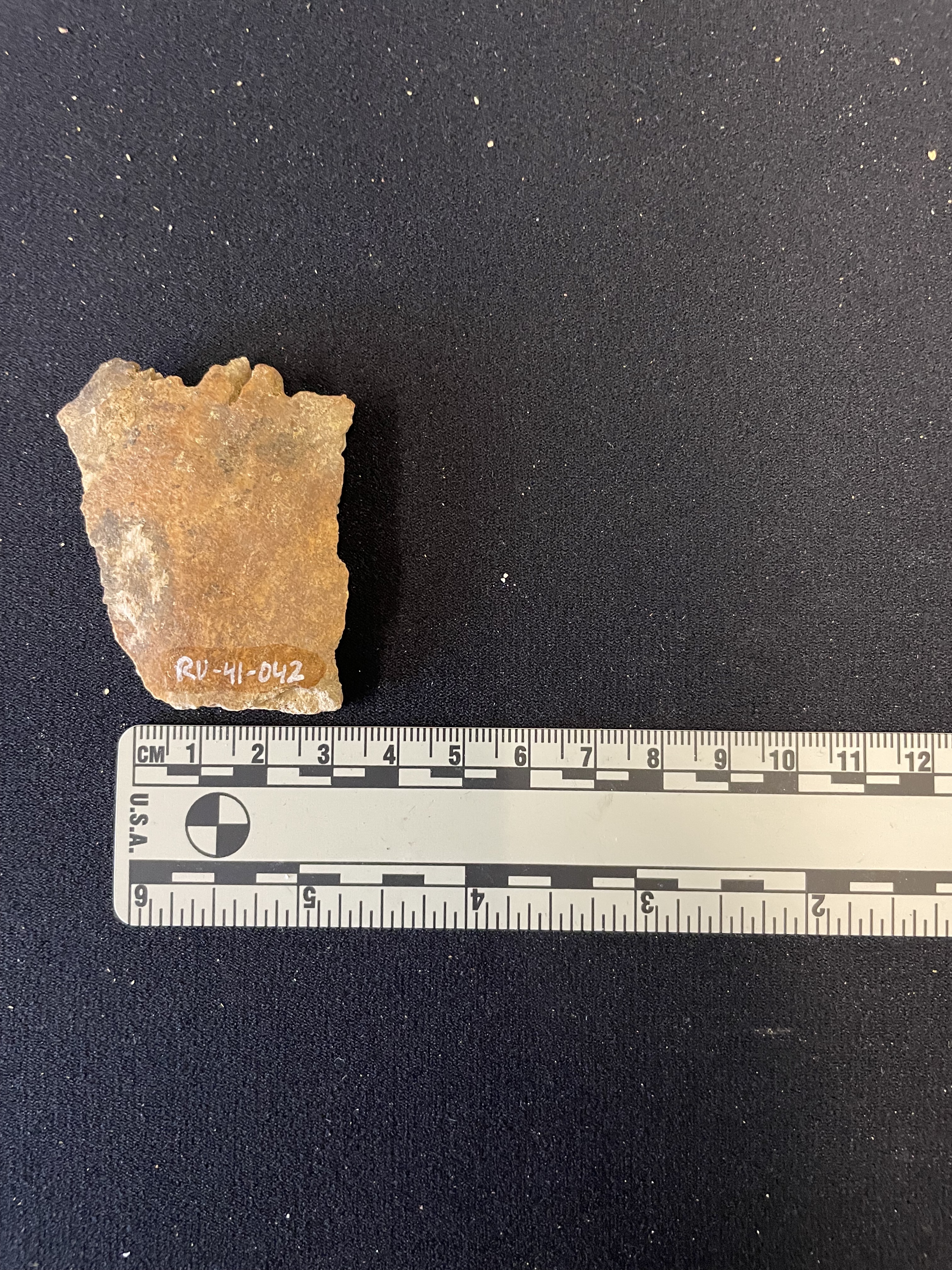 Cranial fragment