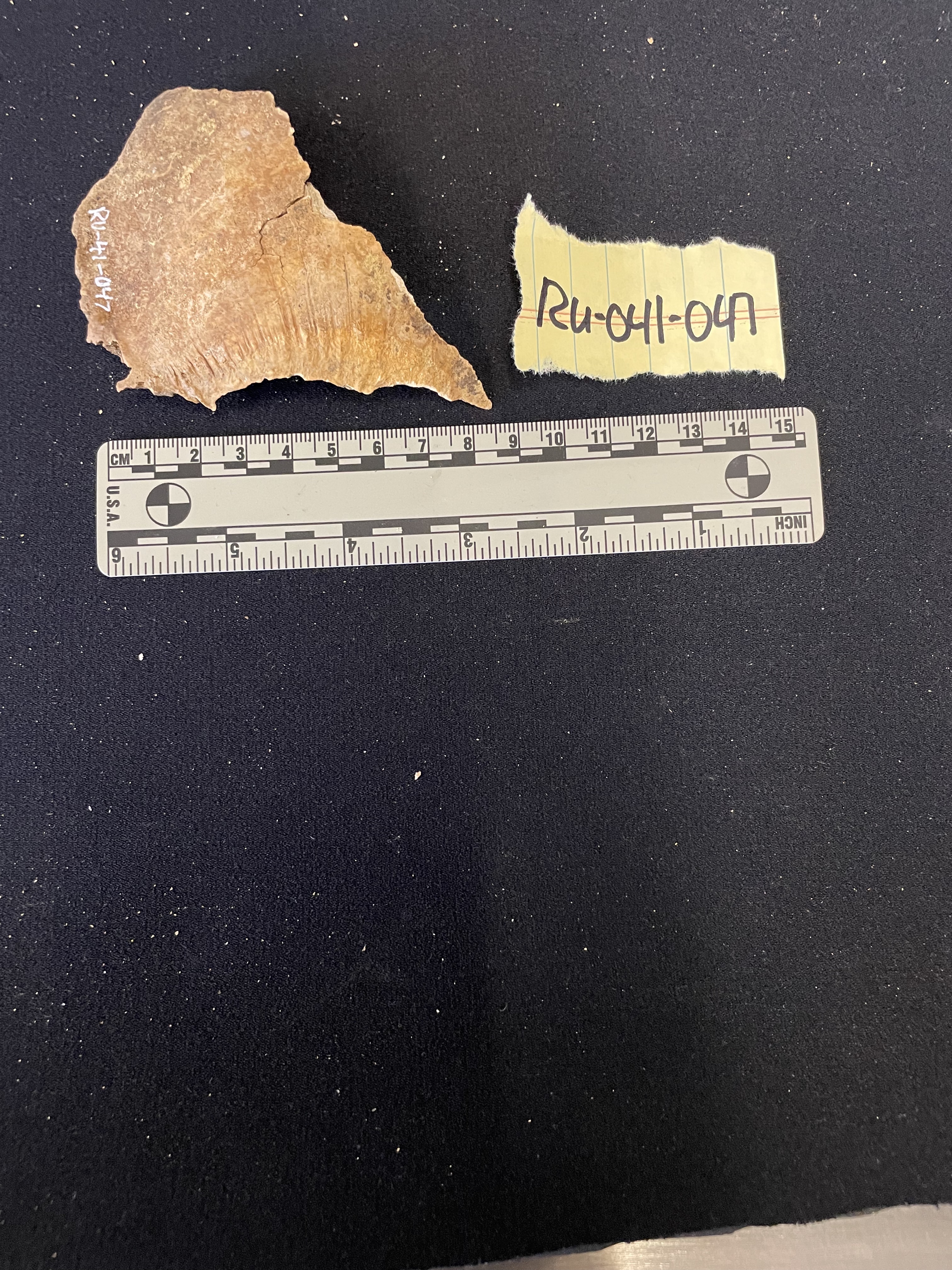 Right parietal fragment 