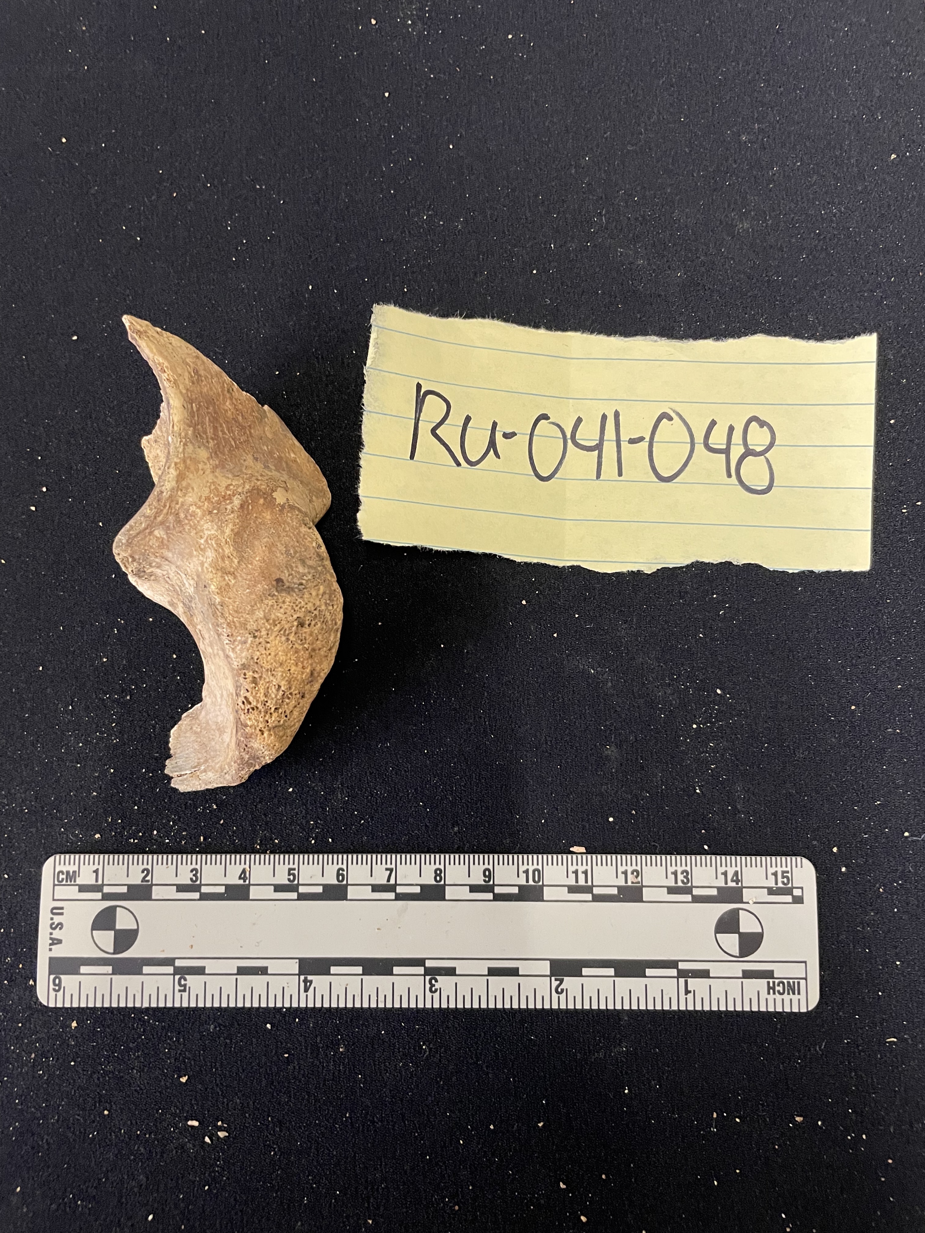 Fragment of pubis showing body of pubis 