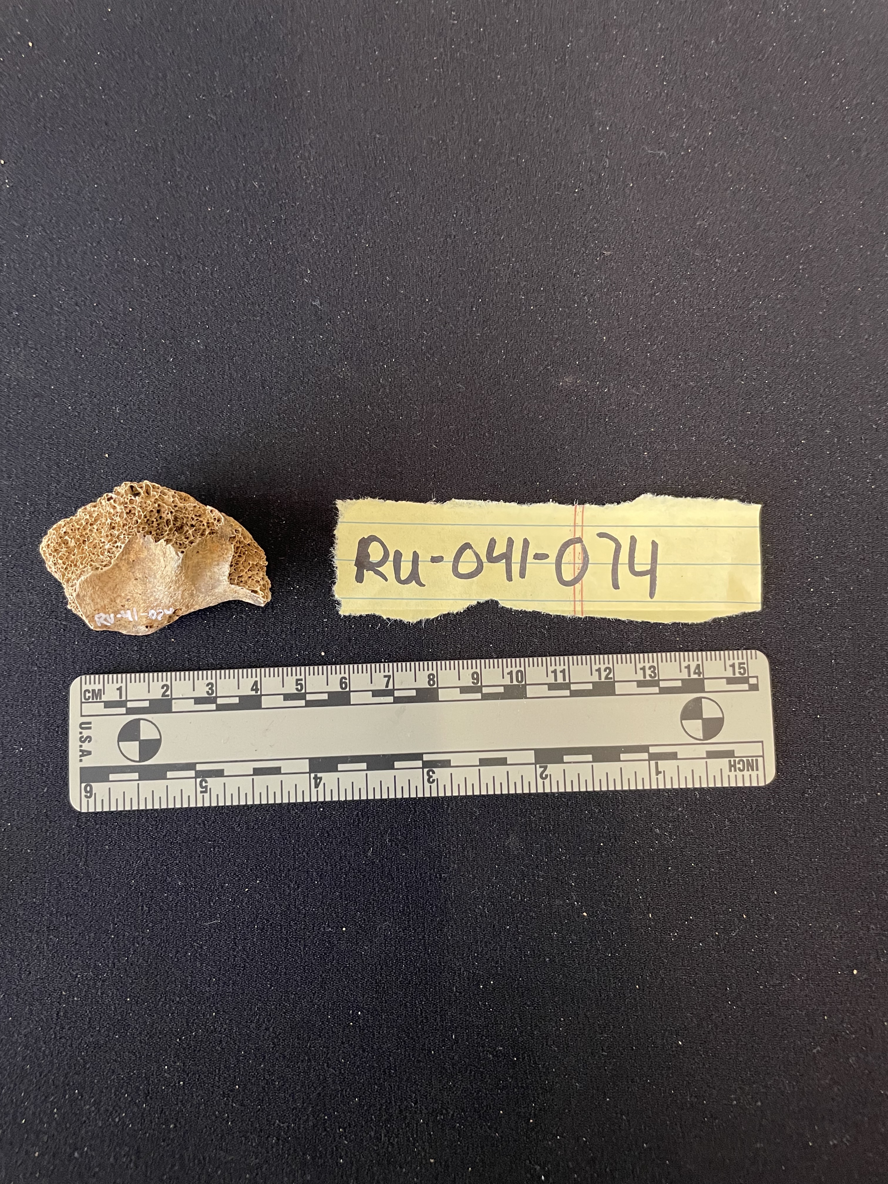 fragment of os coxa