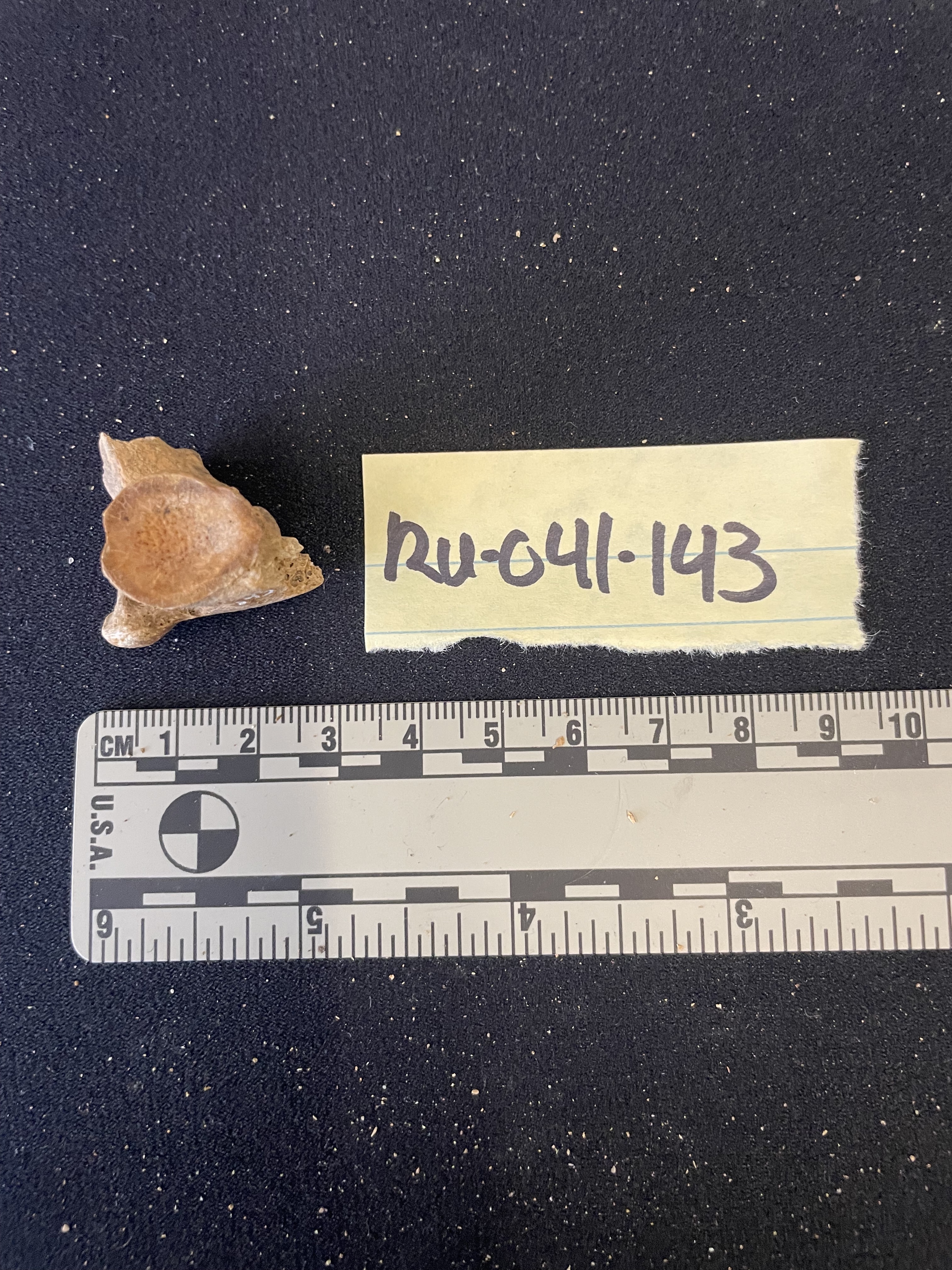 Cervical vert fragment