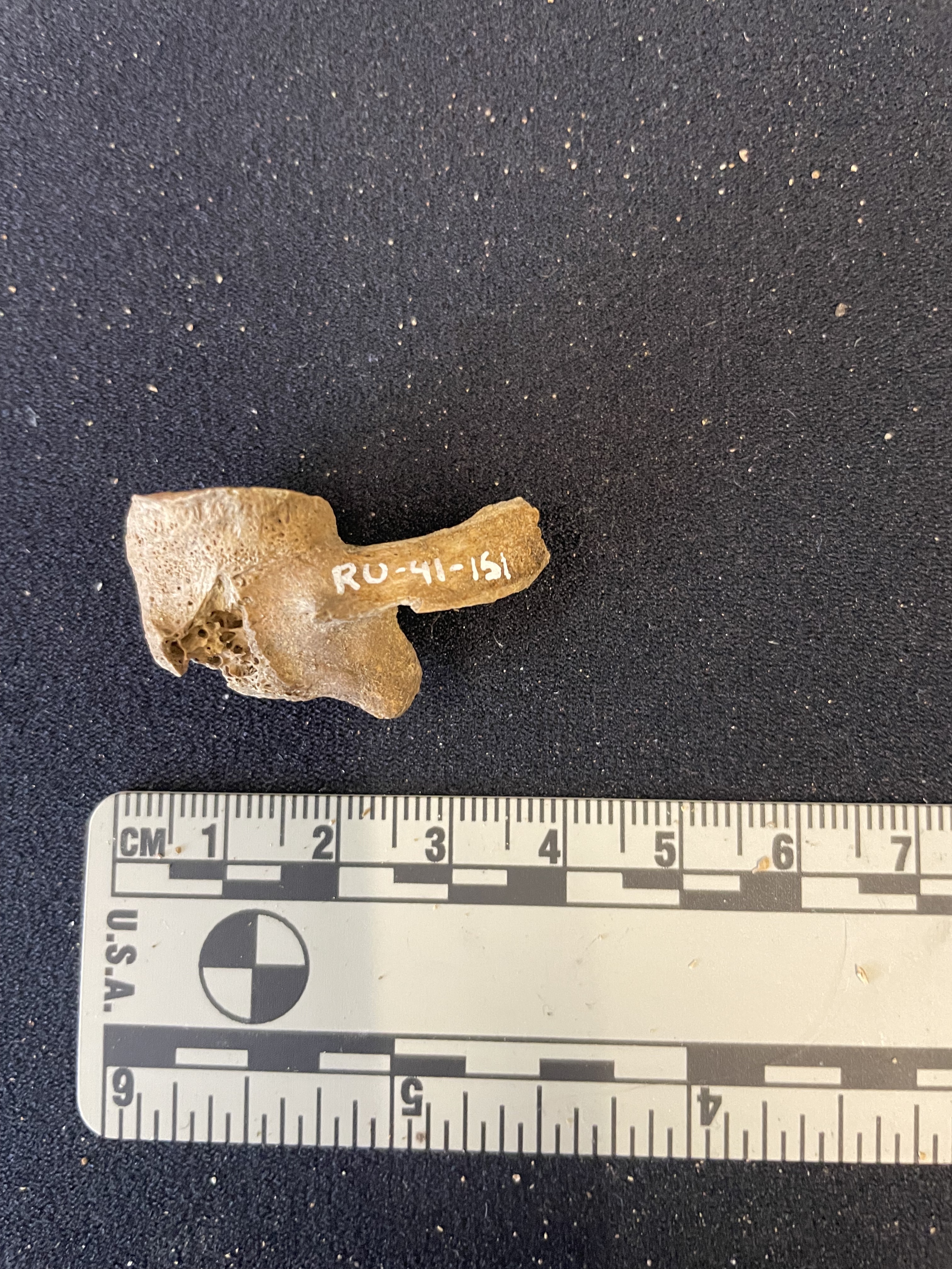 Cervical vert fragment