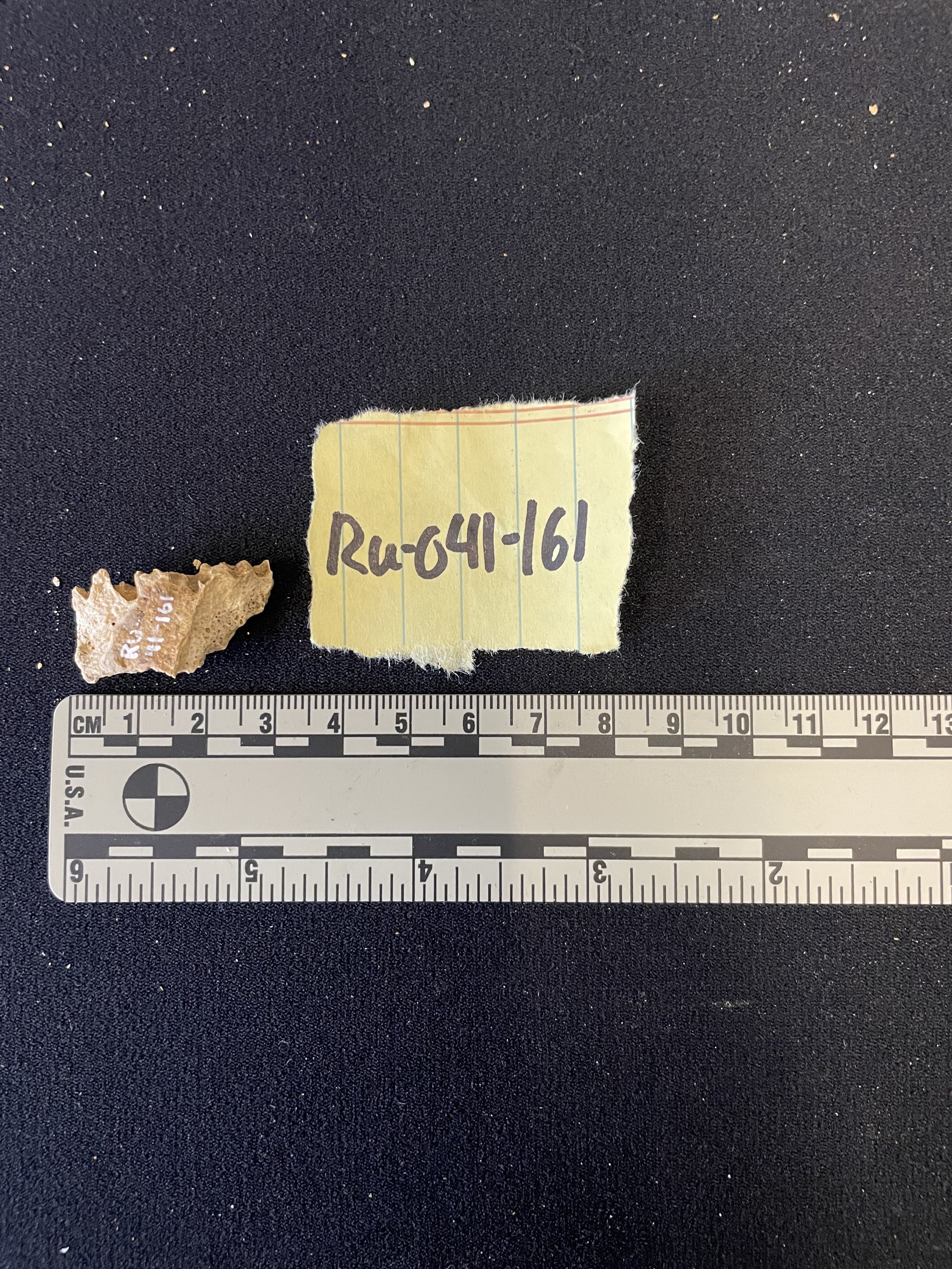 Cranial fragment