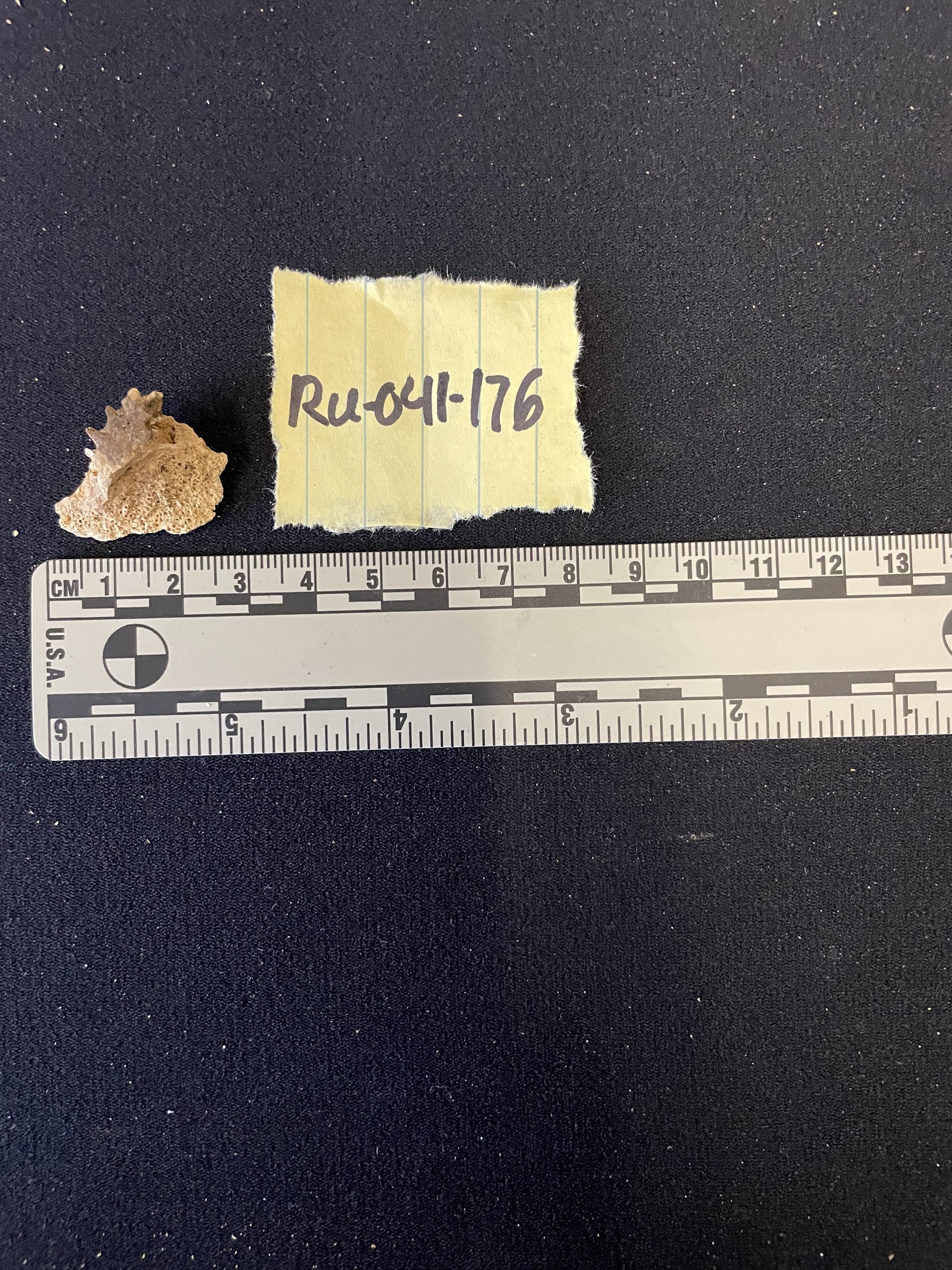 Cranial fragment