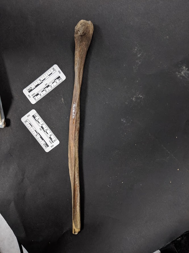 mostly complete right fibula robust with physical stress