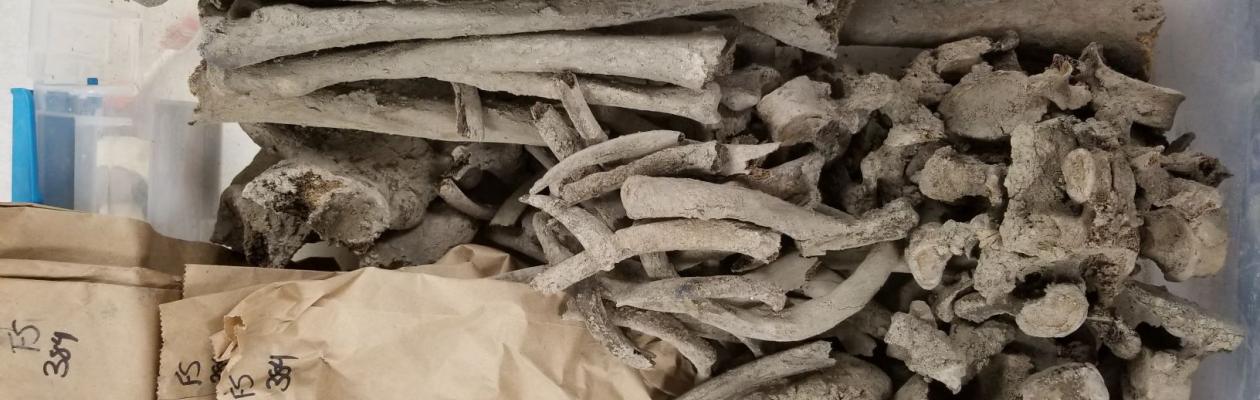 A set of muddy bones from G-287, an adult male,  waiting to be dry- and wet-brushed in the Mütter Bone Lab. The brown bags typically keep together sets of smaller bones such as those from the hands and feet.